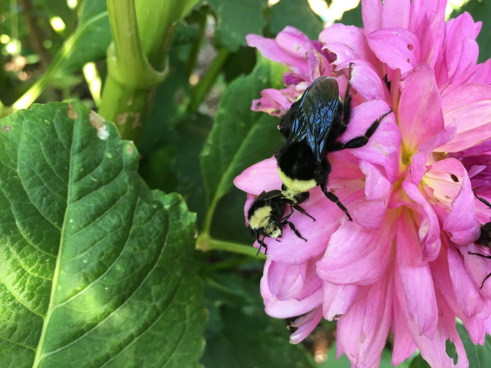 iPhone 6s back camera 4.15mm f/2.2 sample photo. Bee photography
