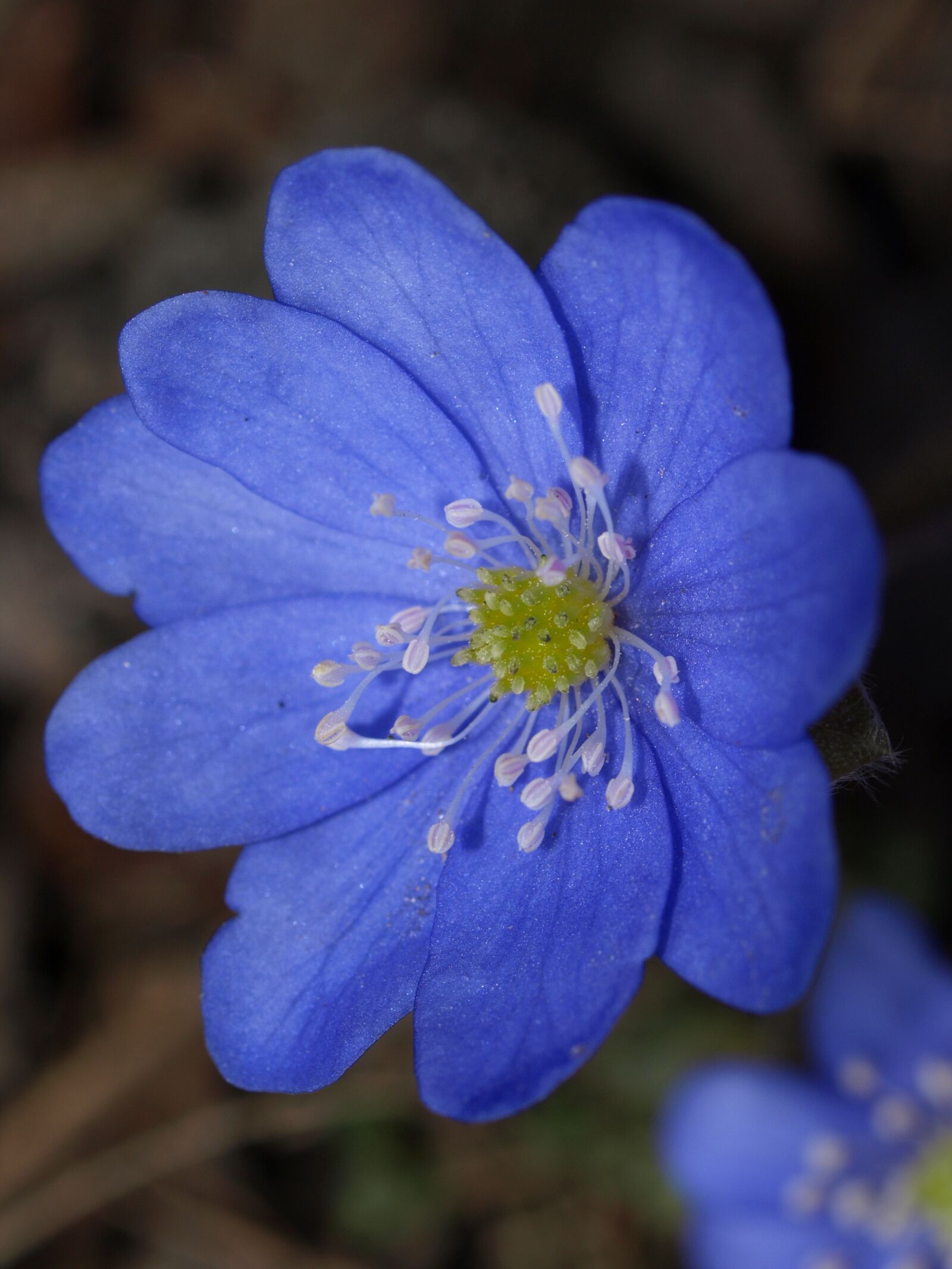 Olympus E-510 (EVOLT E-510) sample photo. Nature, flower, outdoors photography