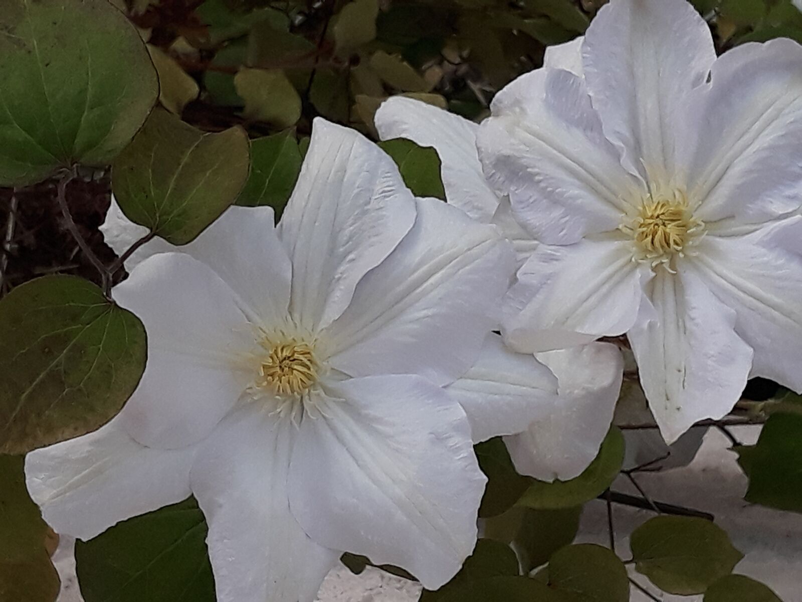 Samsung Galaxy J5 sample photo. White flower, flower, blossom photography