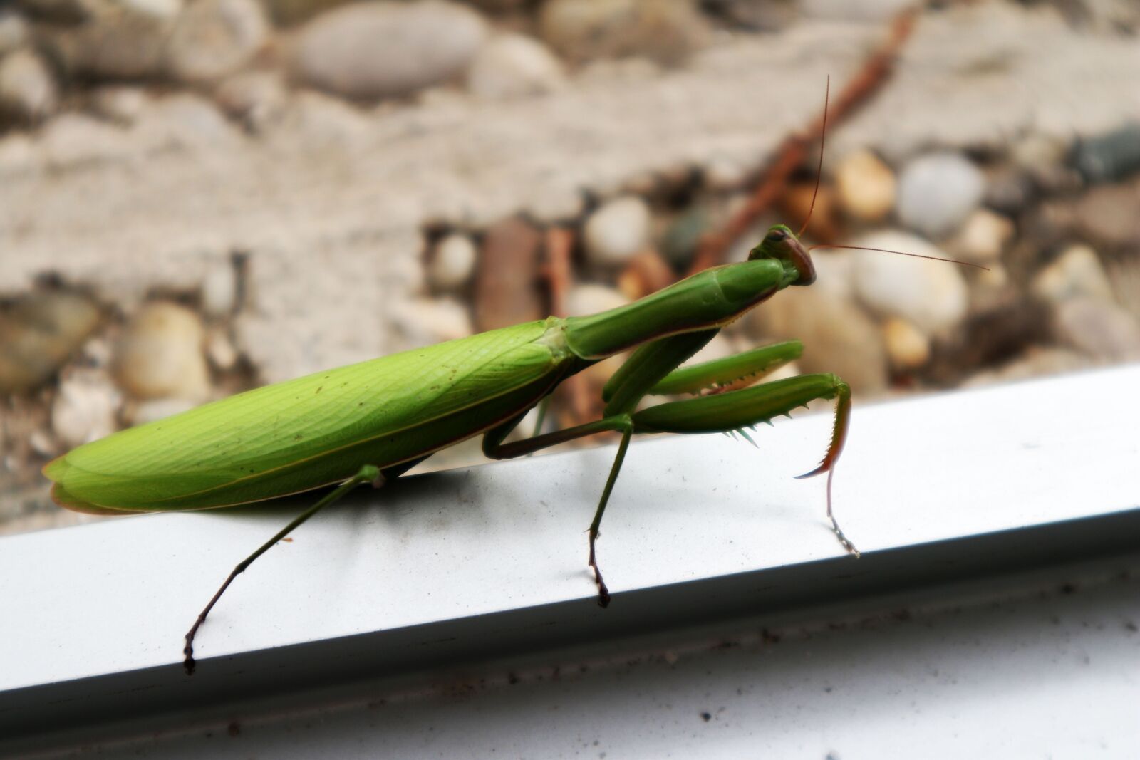 Canon EOS M10 sample photo. Praying mantis, insect, nature photography