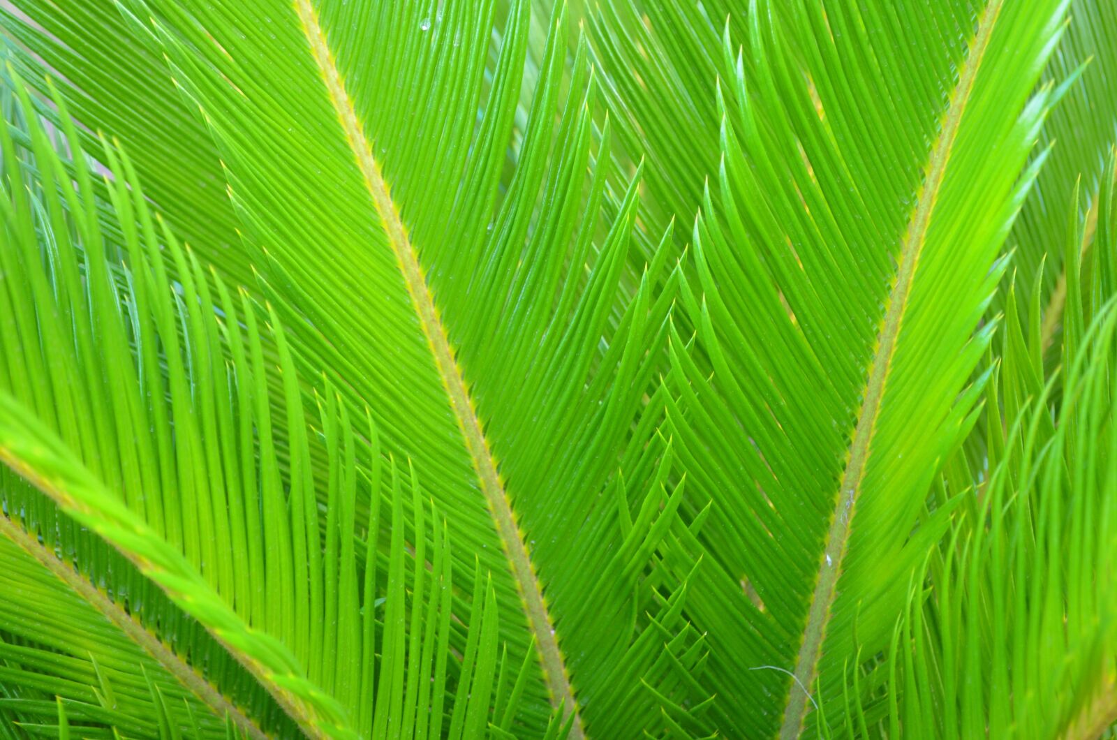 Nikon D5100 sample photo. Cycads, plants, green photography