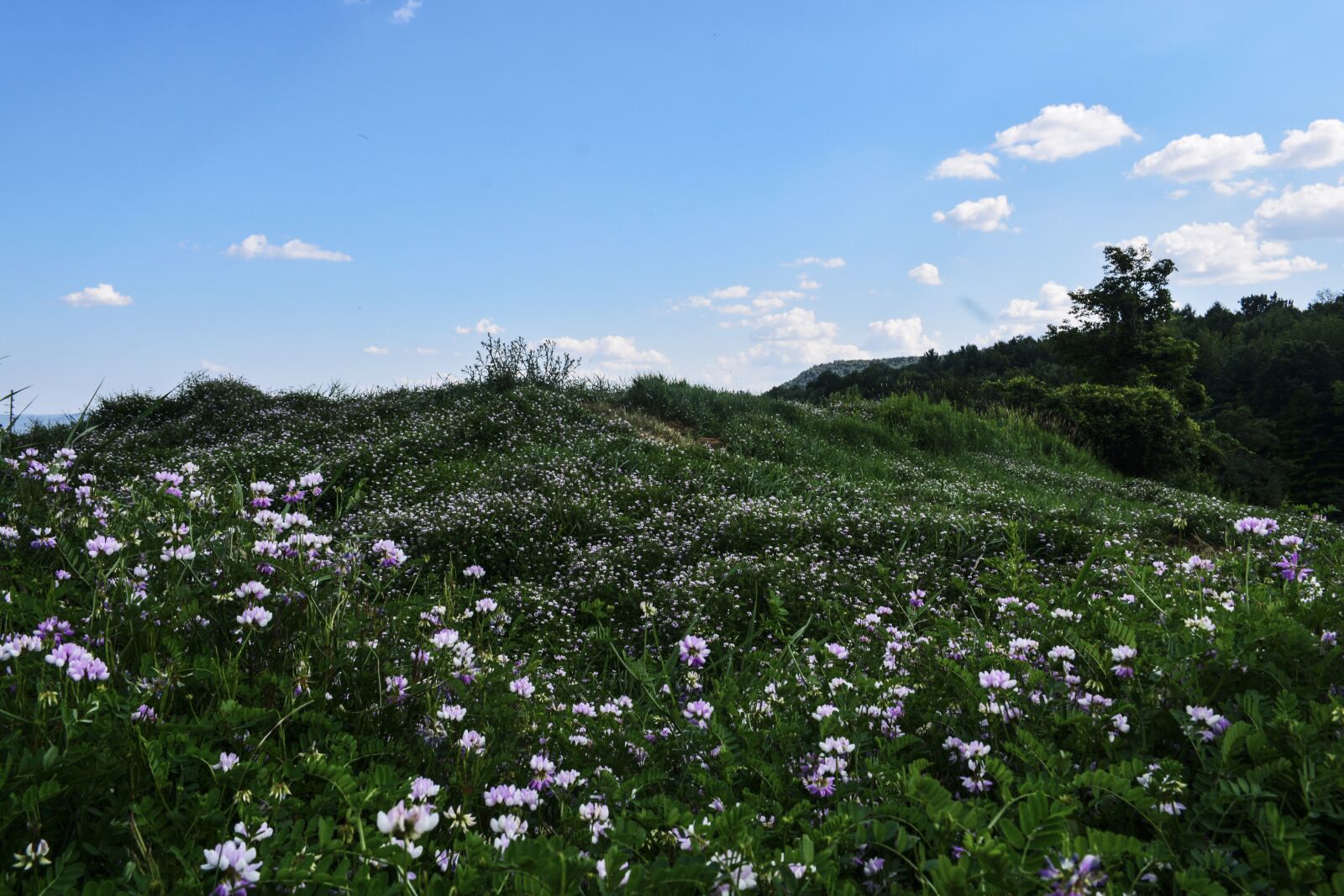 Nikon D5200 sample photo. Field, grass, flowers photography