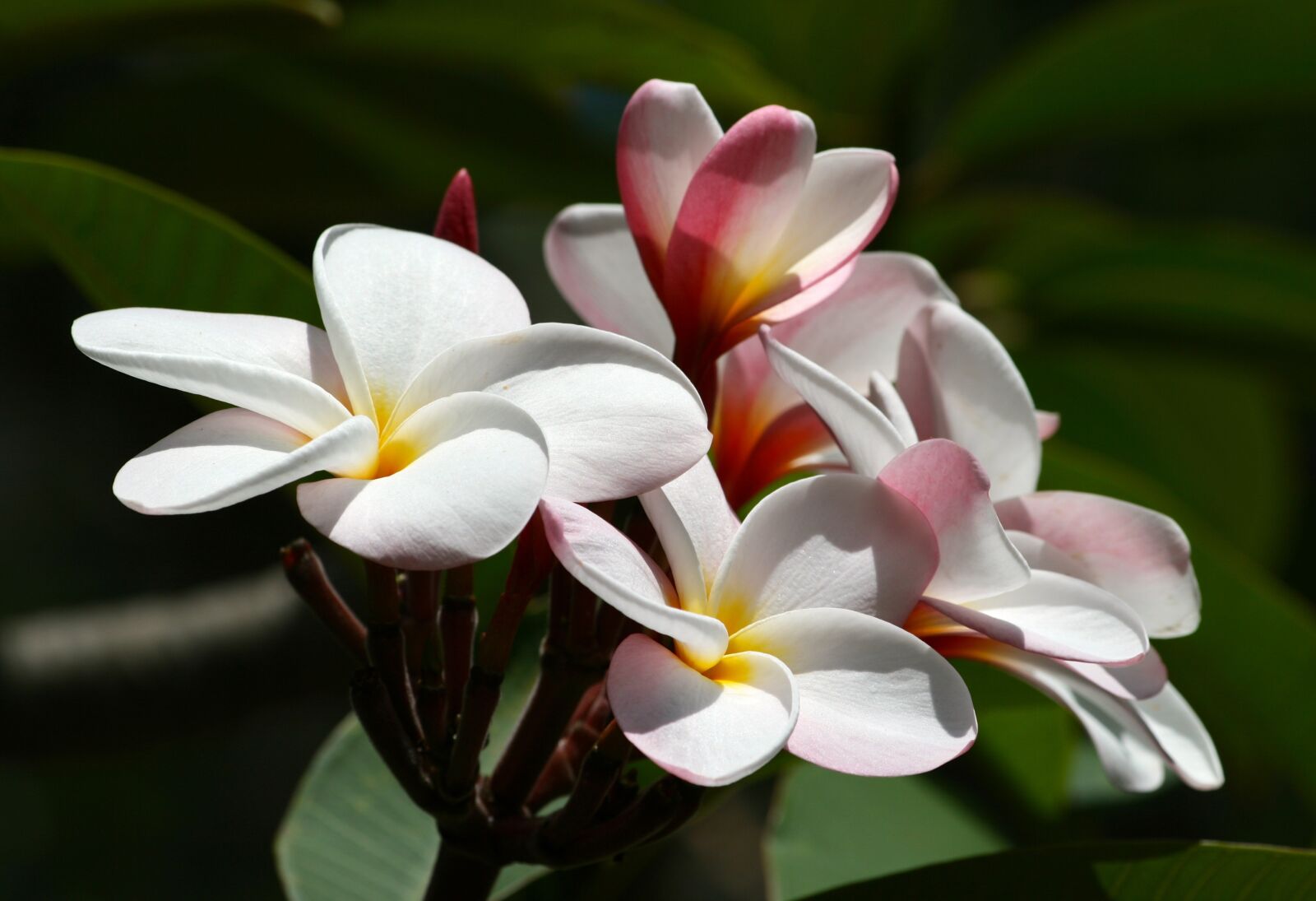 Canon EOS 400D (EOS Digital Rebel XTi / EOS Kiss Digital X) sample photo. Plumeria, flower, hawaii photography