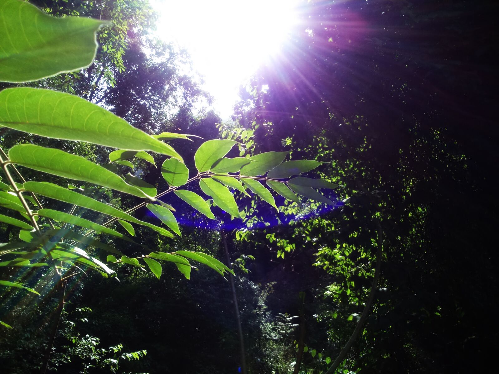 Sony Xperia M2 sample photo. Forest, himachal hills, leaves photography