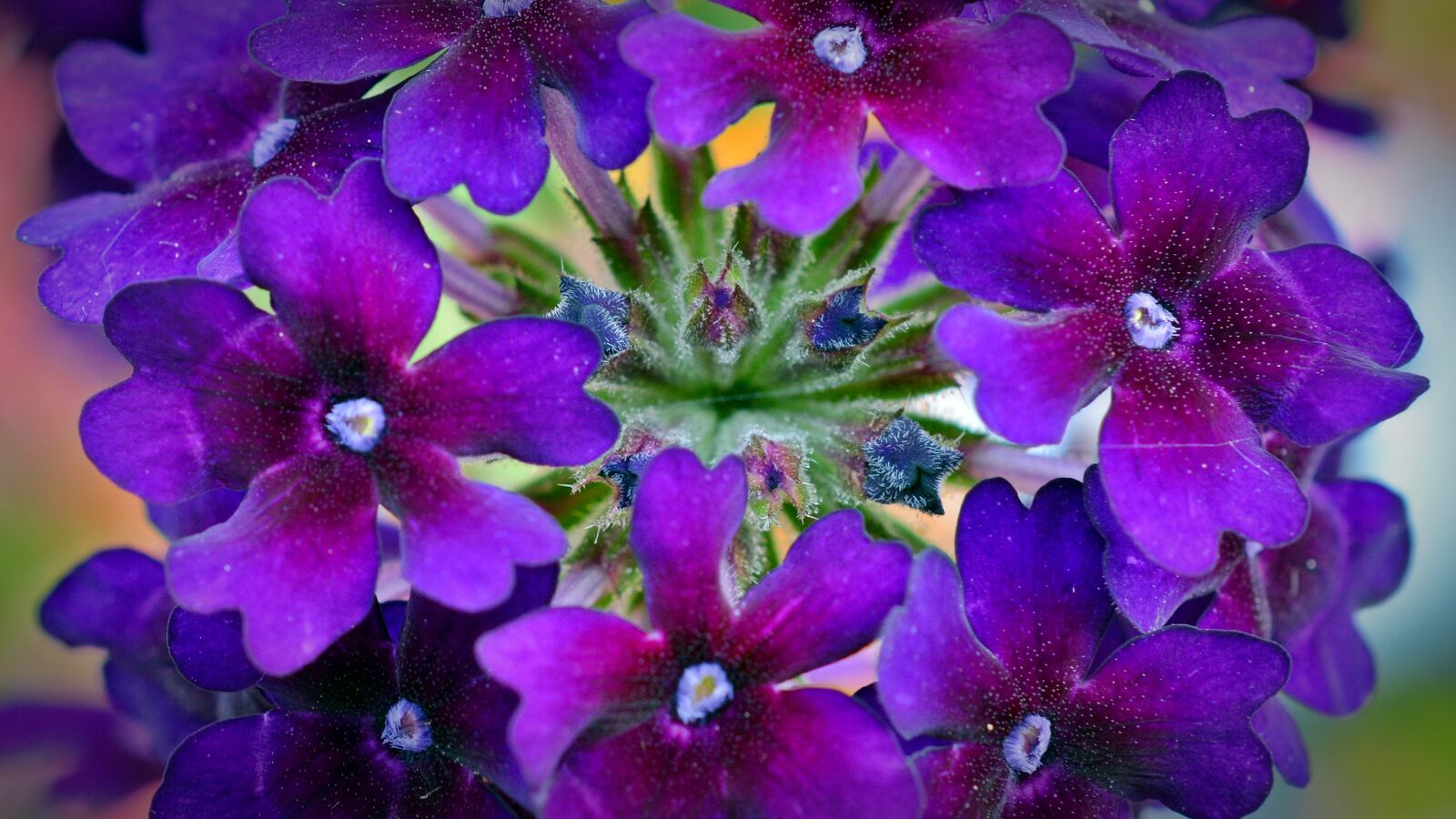 Nikon D5200 sample photo. Verbena, flowers, violet photography