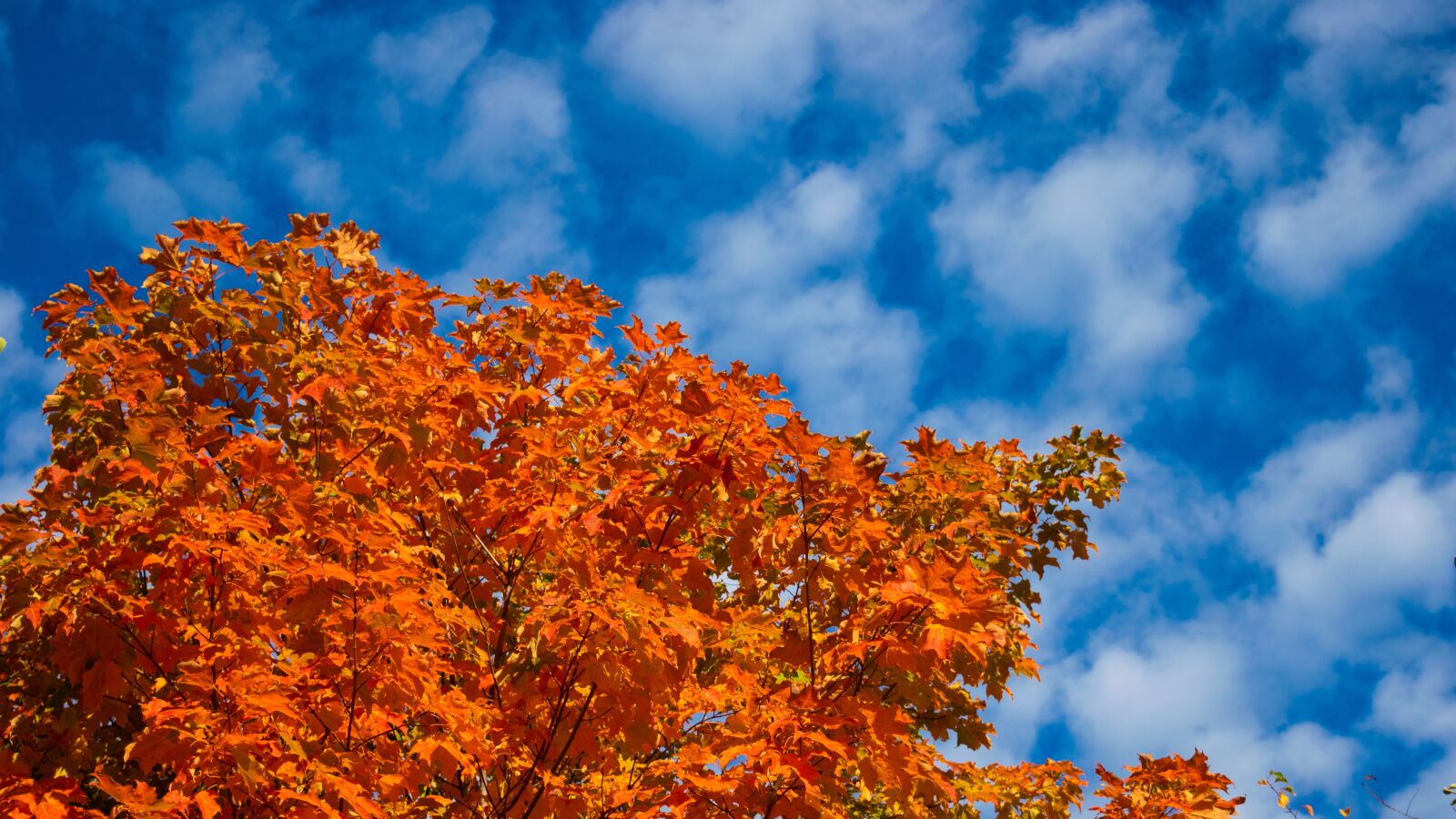 Nikon D3300 sample photo. Foliage, sky, nature photography