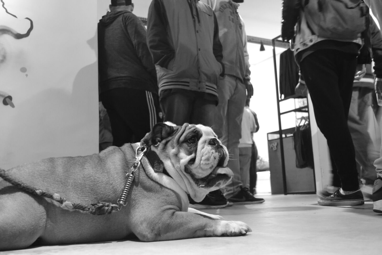 Nikon D3100 sample photo. Cachorro, dog photography