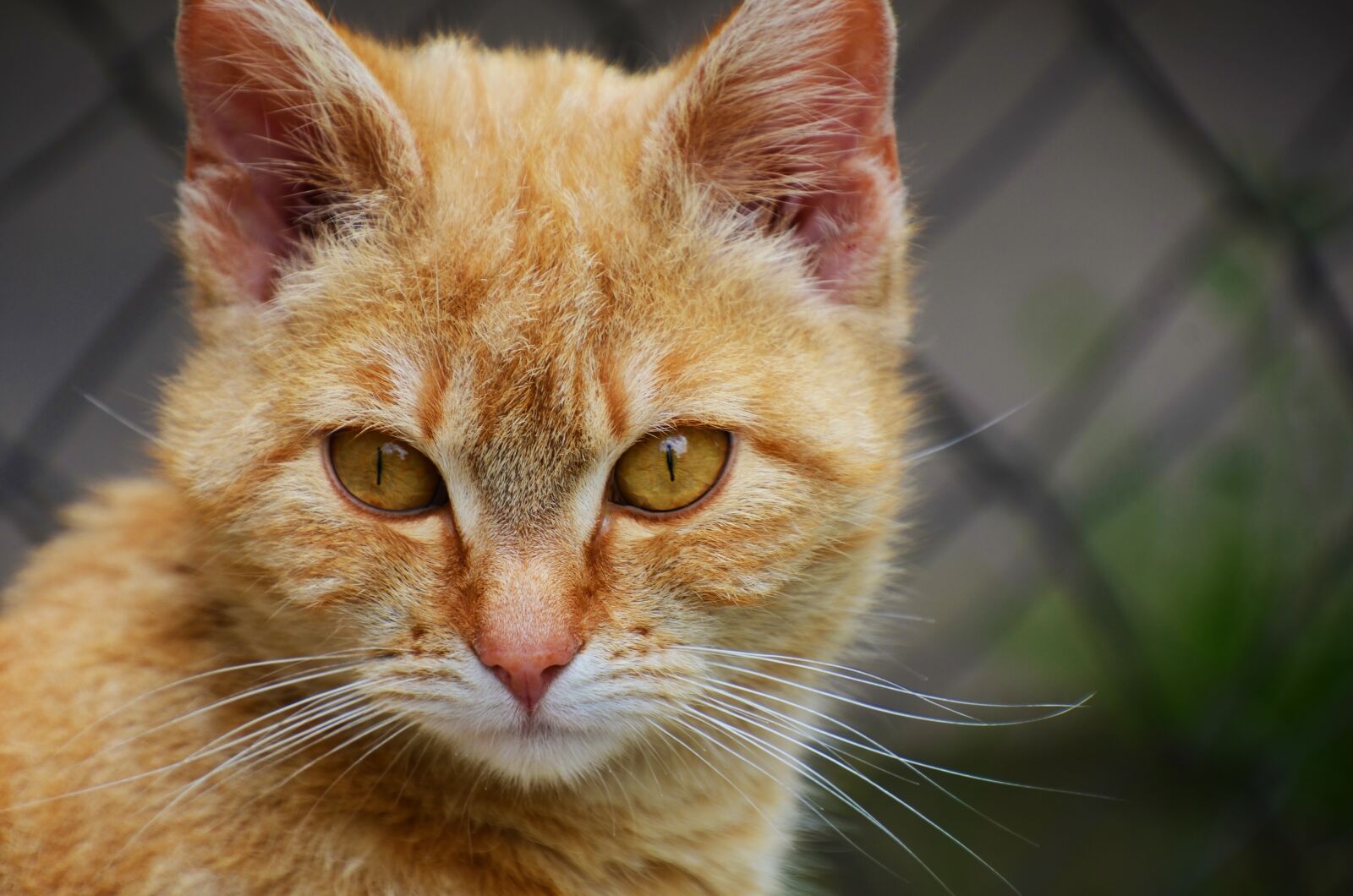 Nikon D7000 sample photo. Cat, portrait, kitten photography