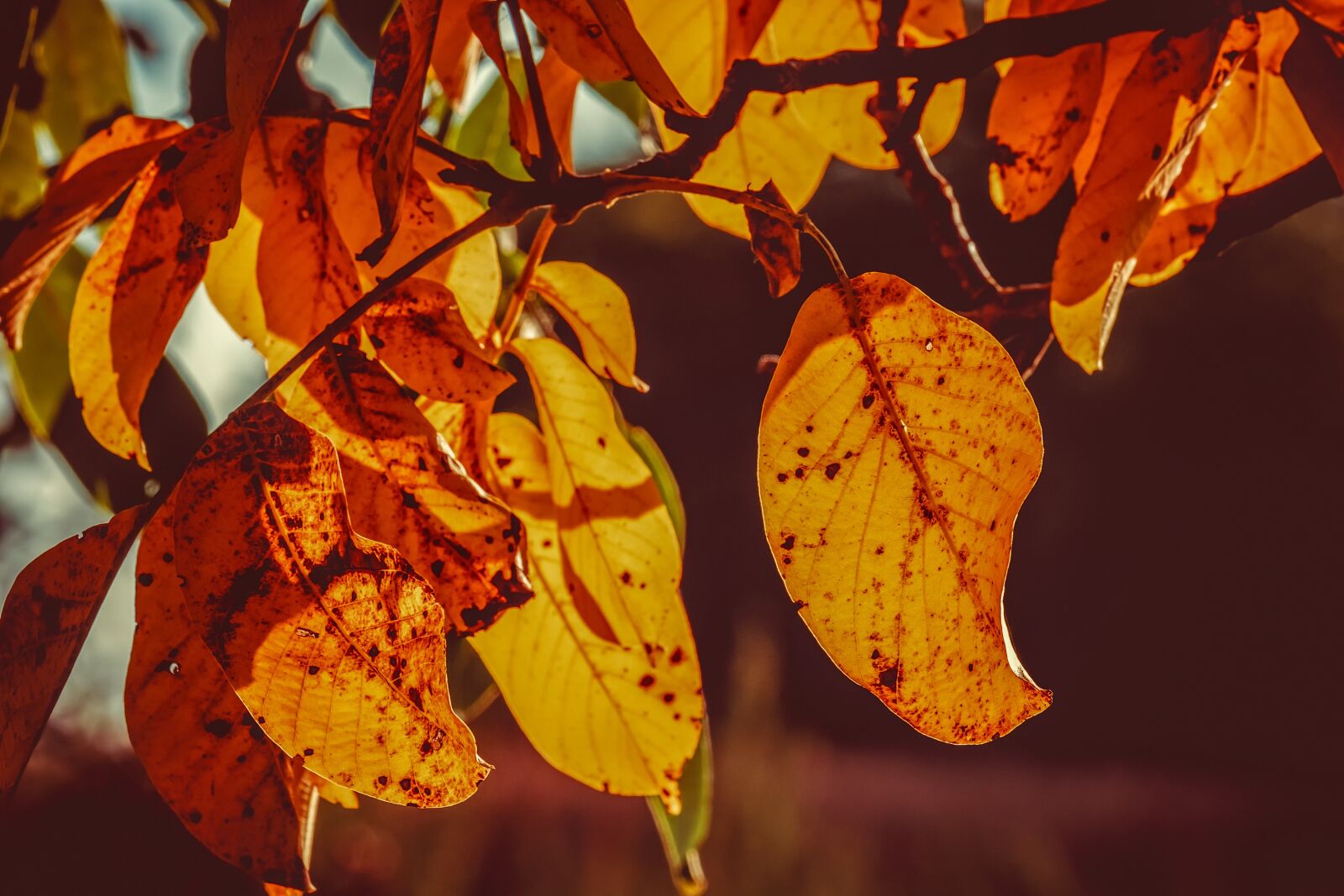 Fujifilm XF 55-200mm F3.5-4.8 R LM OIS sample photo. Leaves, leaf, fall color photography