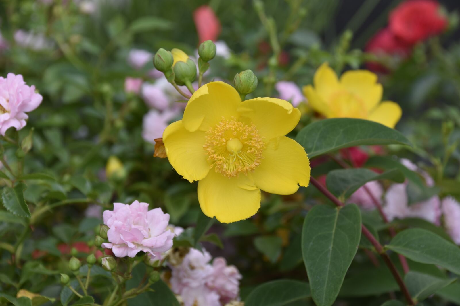 Nikon D5600 sample photo. Flower, flower st john's photography