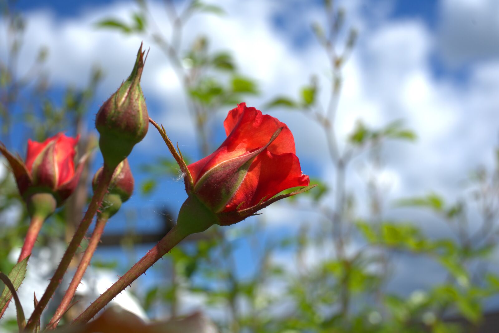 Sony FE 50mm F2.8 Macro sample photo. Rose, red, sky photography