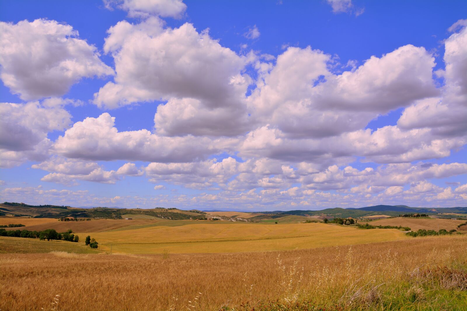 Nikon D7100 sample photo. Wheat, field, sky photography