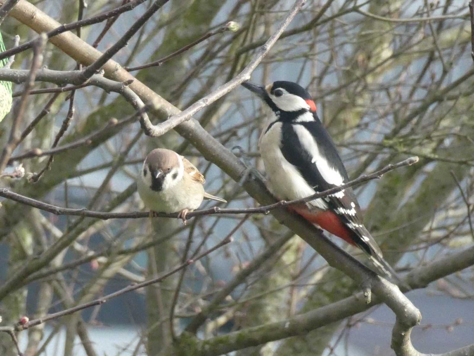 Panasonic DMC-TZ81 sample photo. Great spotted woodpecker, bird photography