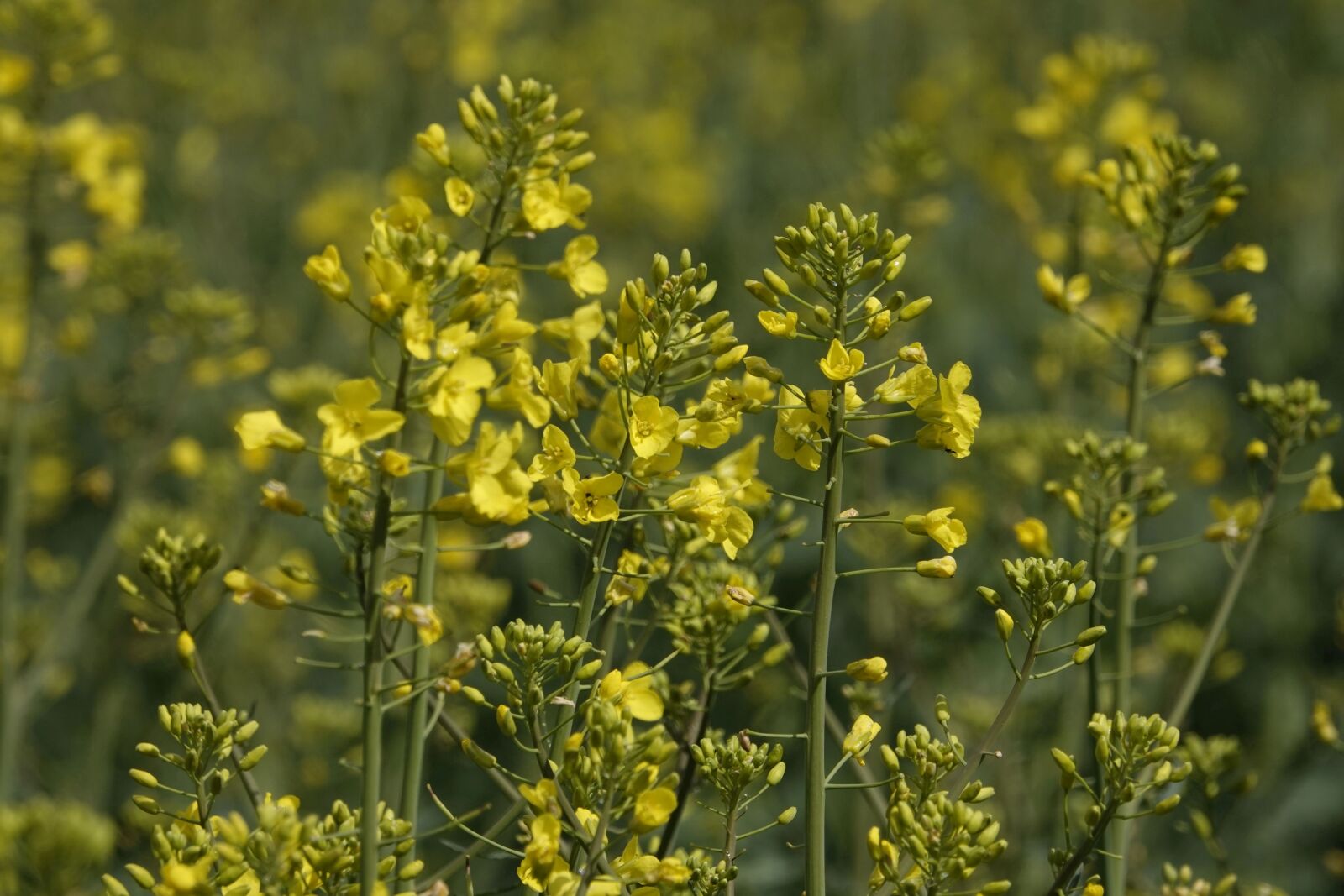 Sony Cyber-shot DSC-RX10 IV sample photo. Rape blossoms, oilseed rape photography