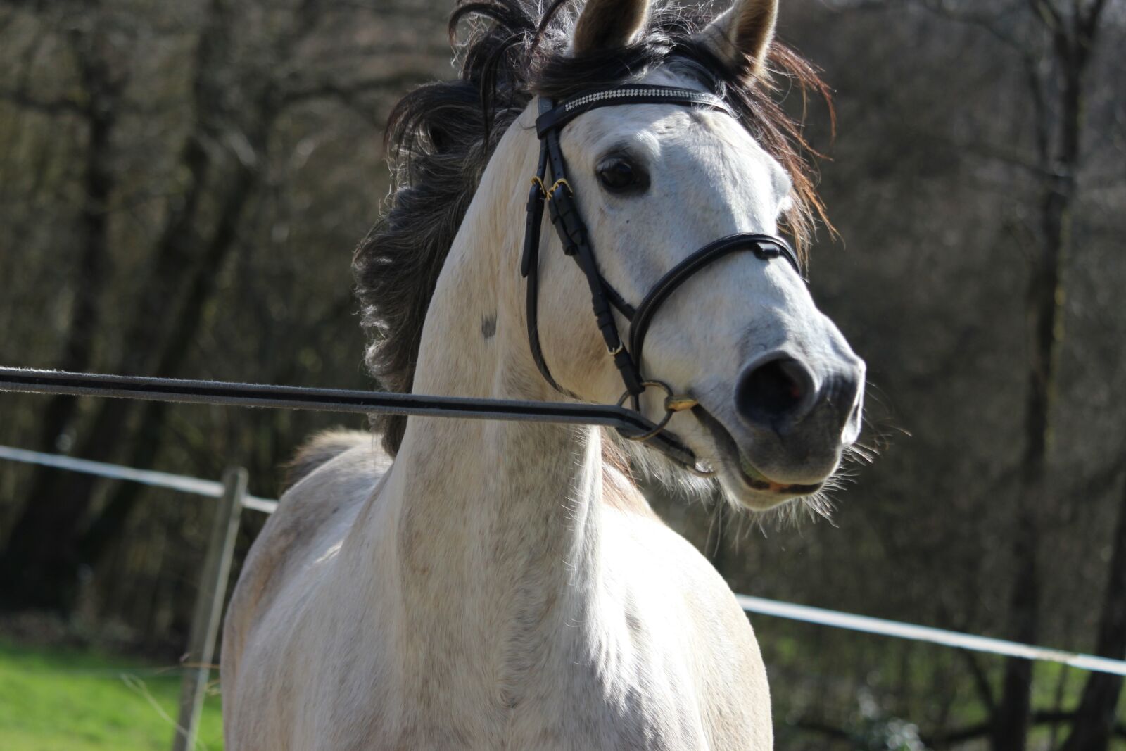 Canon EOS 1200D (EOS Rebel T5 / EOS Kiss X70 / EOS Hi) sample photo. Horse, horses, animals photography