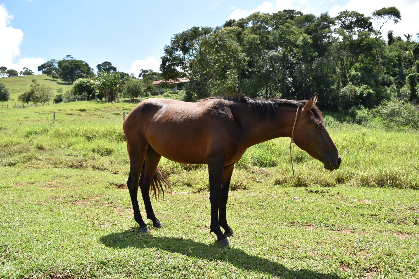Nikon D5500 sample photo. Horse, brown, summer photography