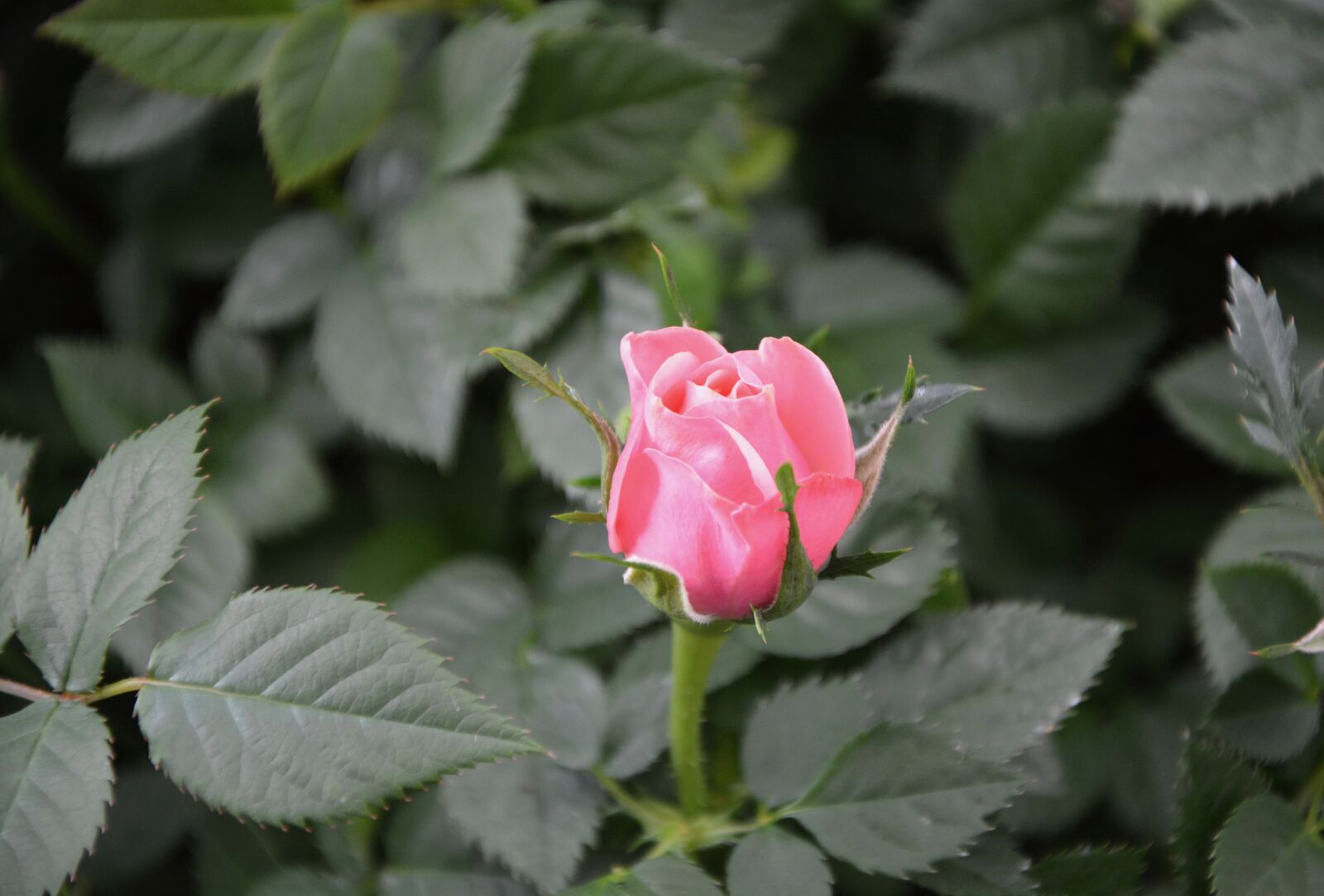 Nikon D5200 sample photo. Pink, color pink, green photography