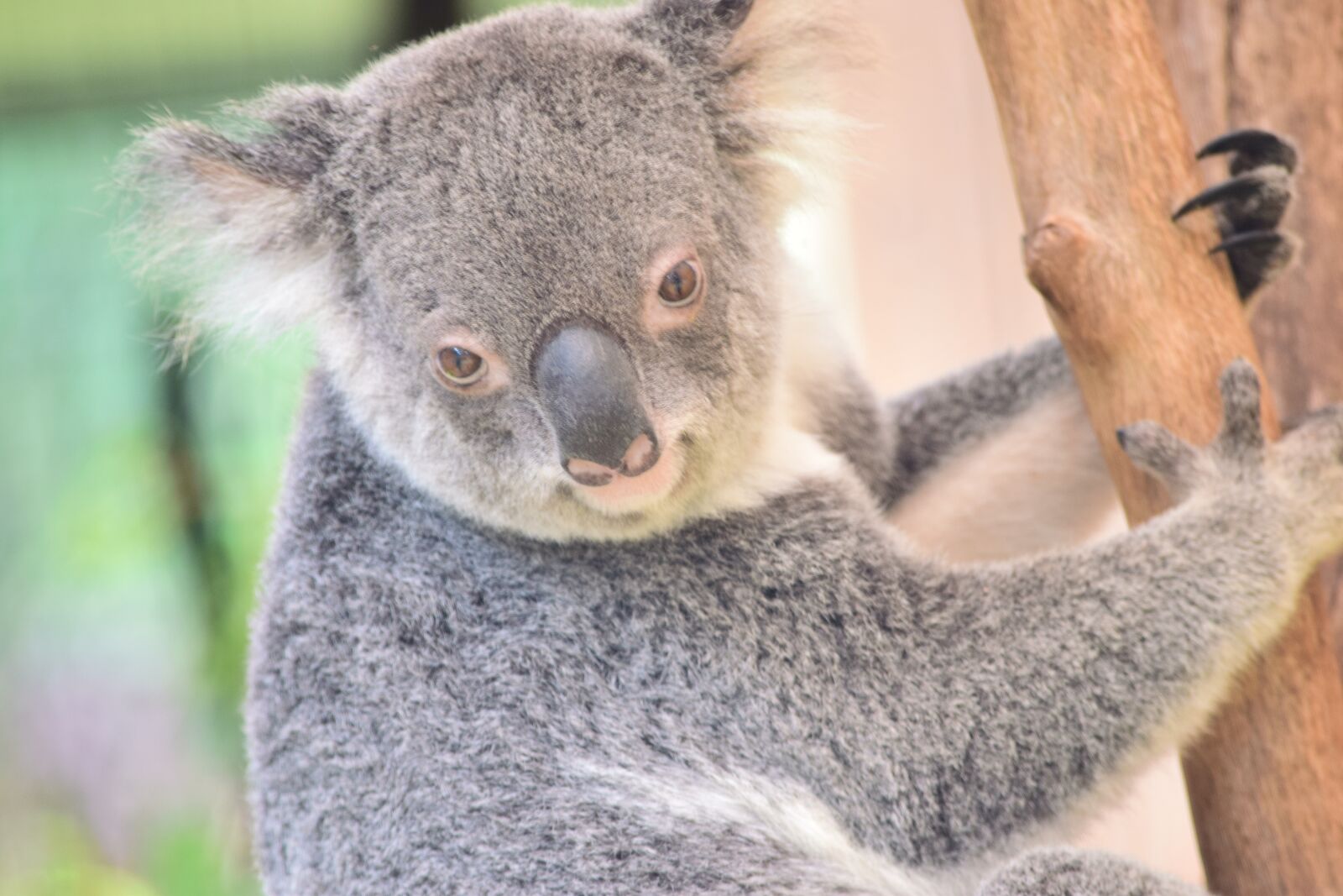 Nikon D3300 sample photo. Koala, nature, wildlife photography