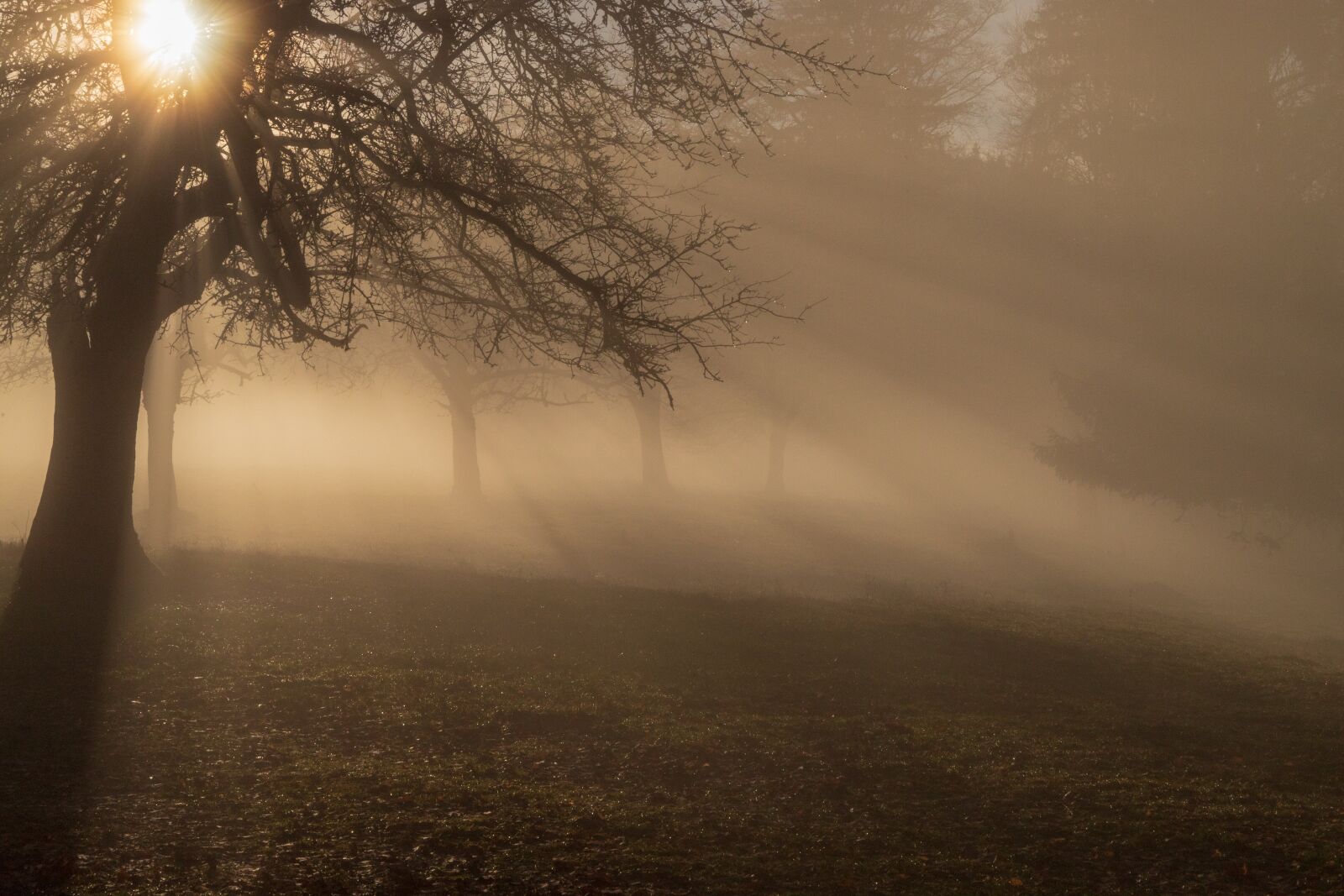 Canon EOS 6D Mark II sample photo. Fog, ray of light photography