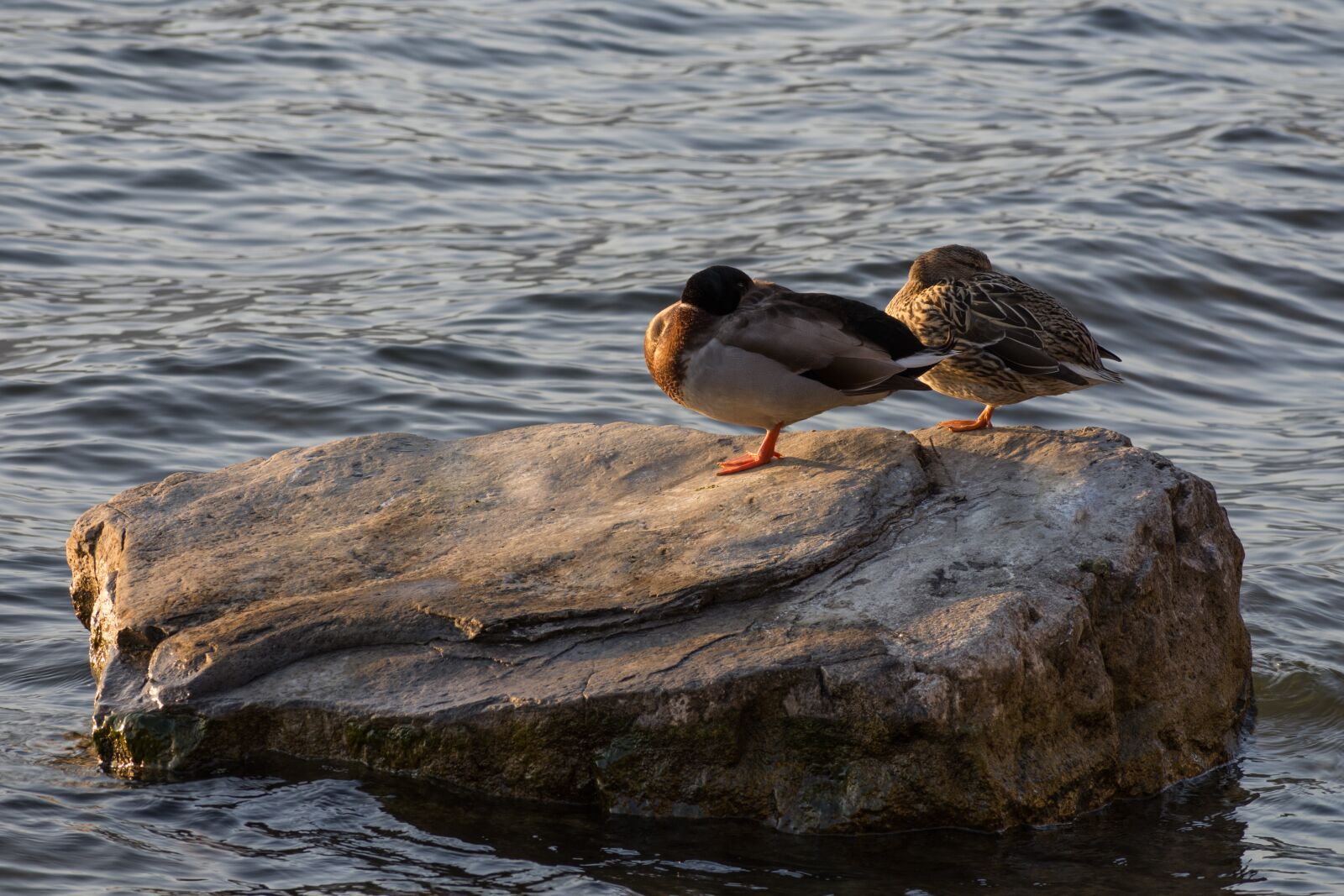 Nikon D7200 sample photo. Waters, nature, lake photography