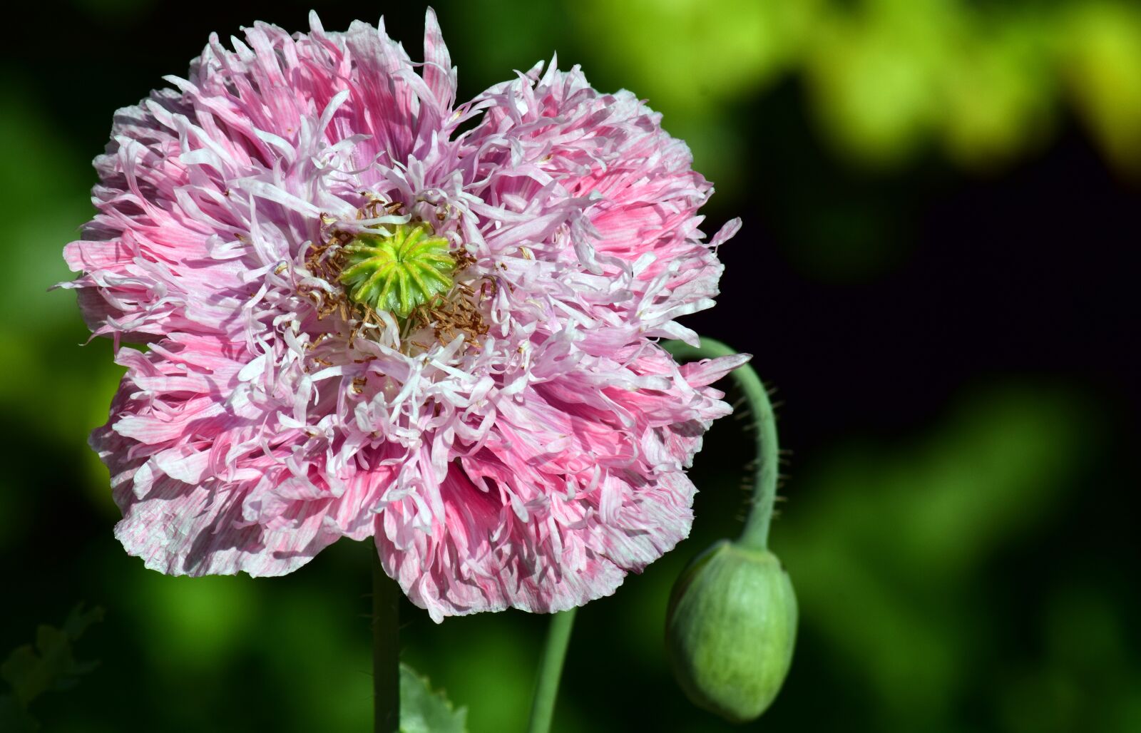 Nikon D3300 sample photo. Poppy, poppy flower, flower photography