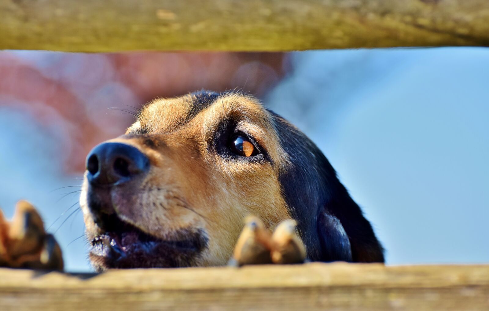 Nikon D7200 sample photo. Hybrid, dog, small dog photography