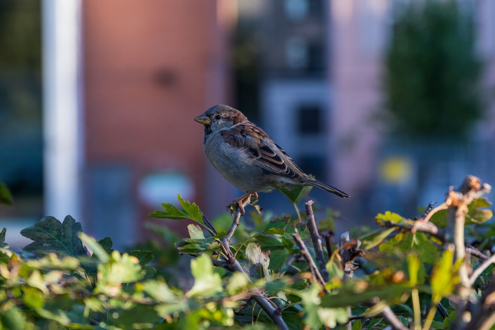 Canon EOS 6D Mark II sample photo. Sperling, sparrow, bird photography