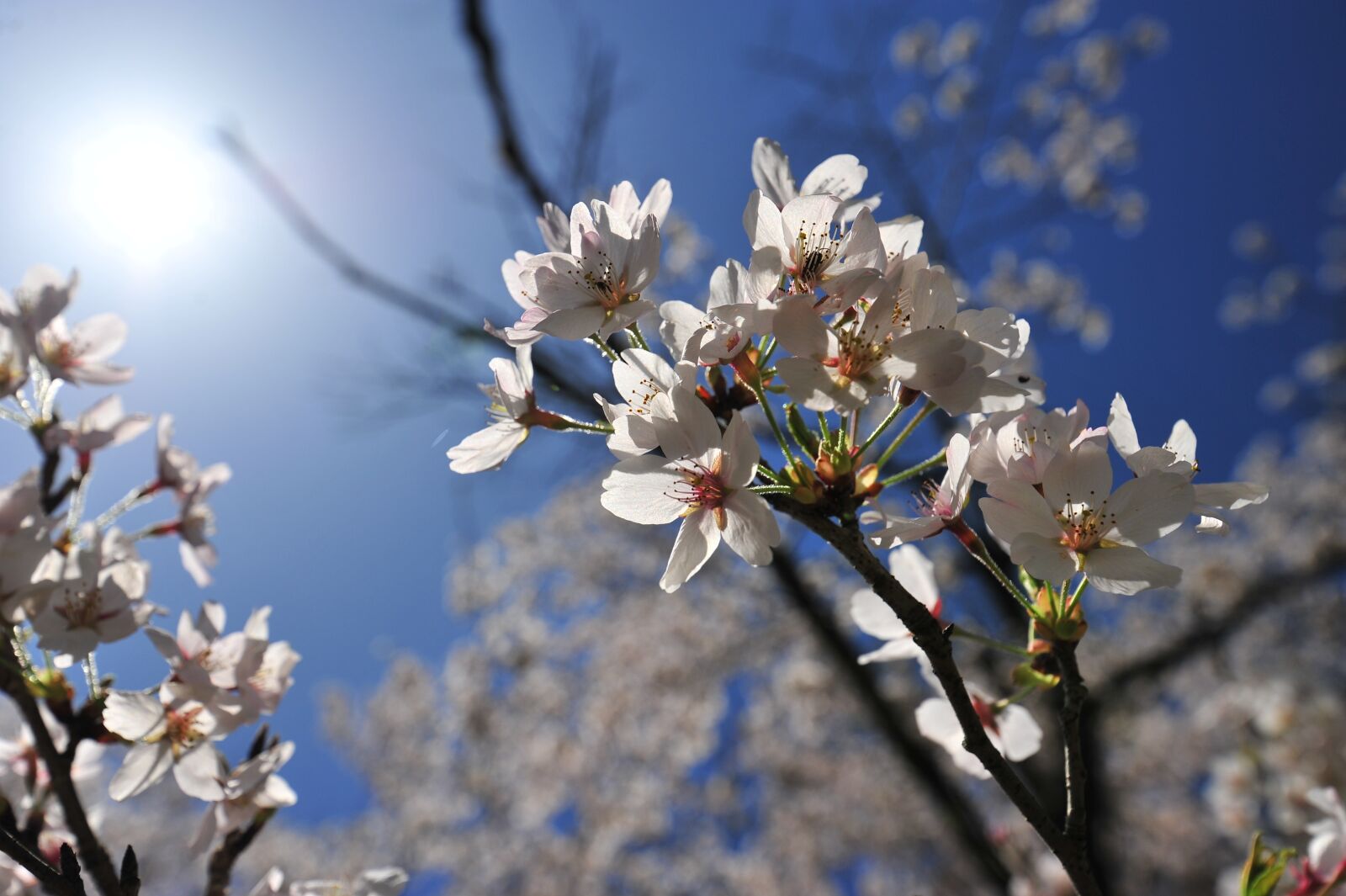 Nikon D700 sample photo. Cherry blossoms, spring, blue photography