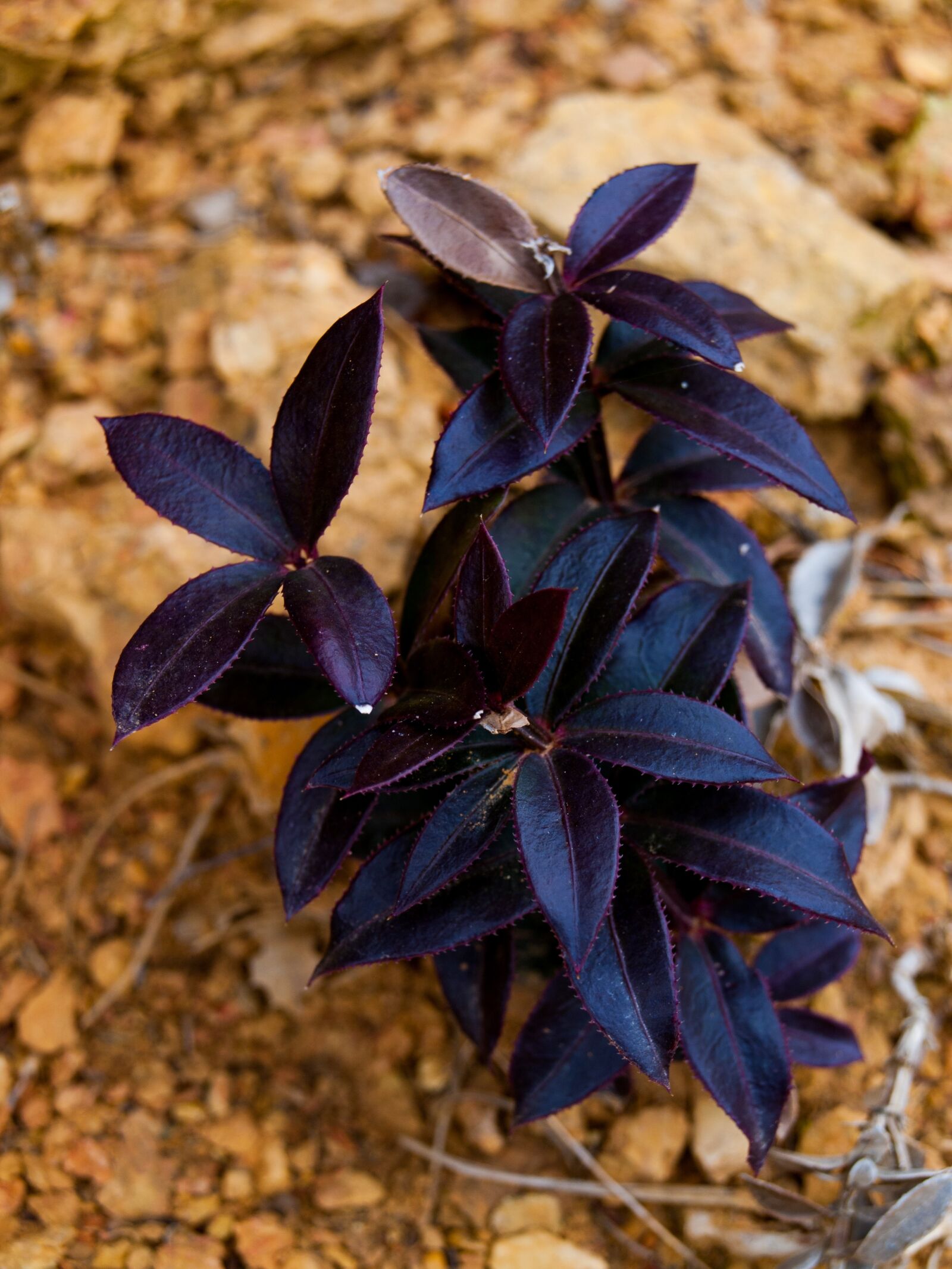 Olympus E-450 (EVOLT E-450) sample photo. Flower, purple, plant photography