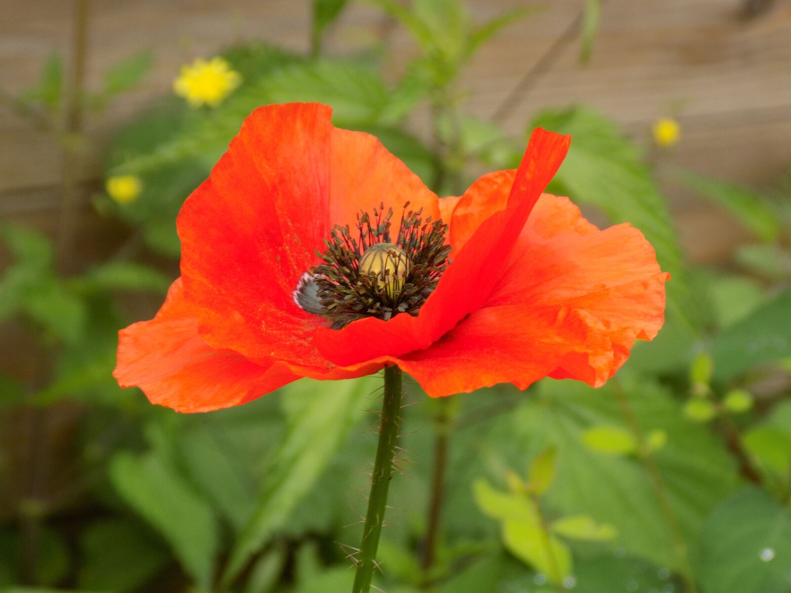 Nikon COOLPIX L340 sample photo. Poppy, garden, blossom photography