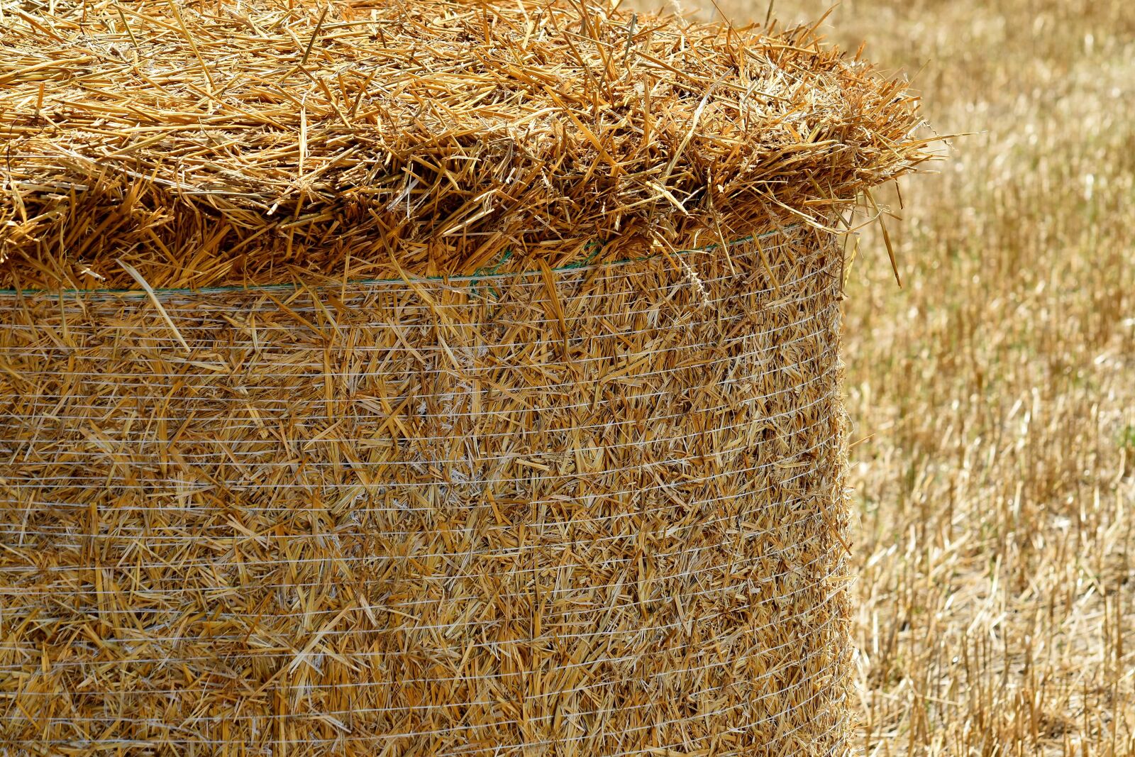 Nikon D5500 sample photo. Close-up, hay field, summer photography