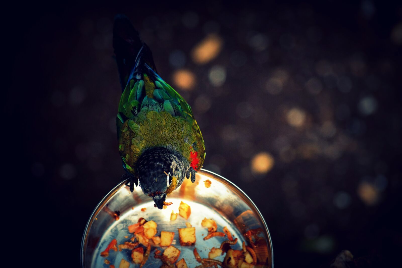 Nikon D3300 sample photo. Bird, food, color photography