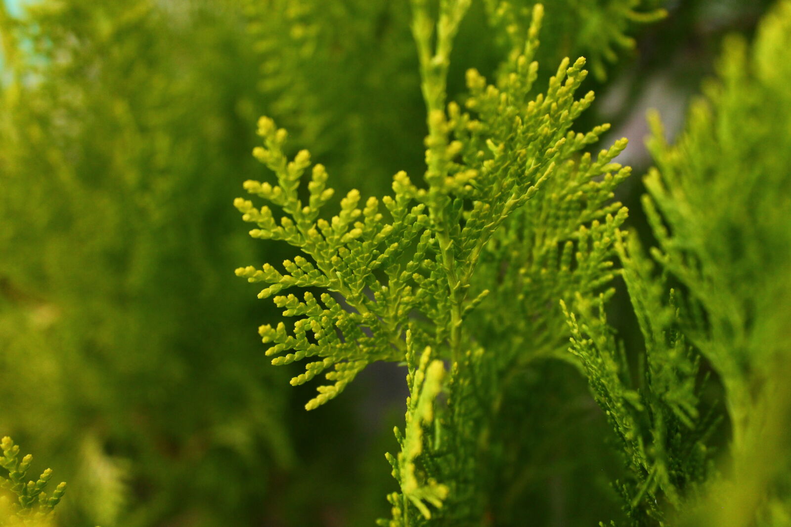Canon EOS 1100D (EOS Rebel T3 / EOS Kiss X50) sample photo. Tree photography