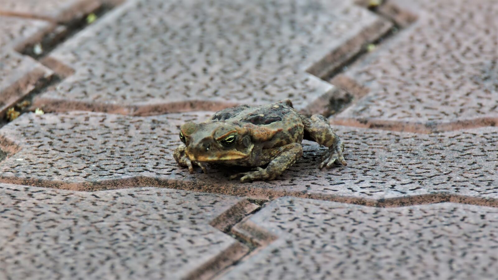 Olympus OM-D E-M1 sample photo. Frog, animal, wild photography