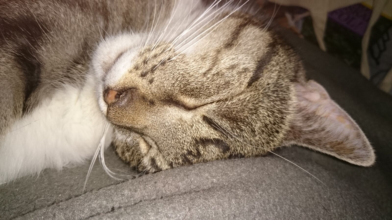 Sony Xperia Z3 sample photo. Asleep, cat, cute, sleep photography