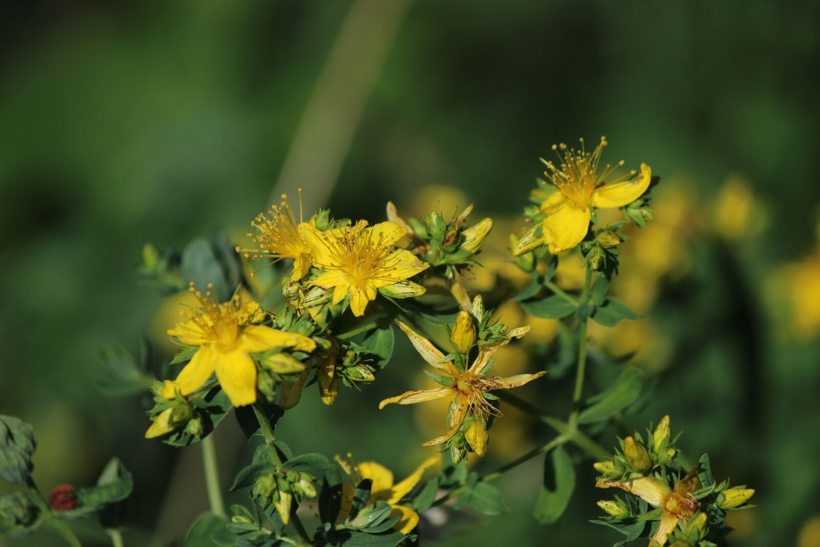Canon EF-S 55-250mm F4-5.6 IS II sample photo. Flower, macro, plant photography