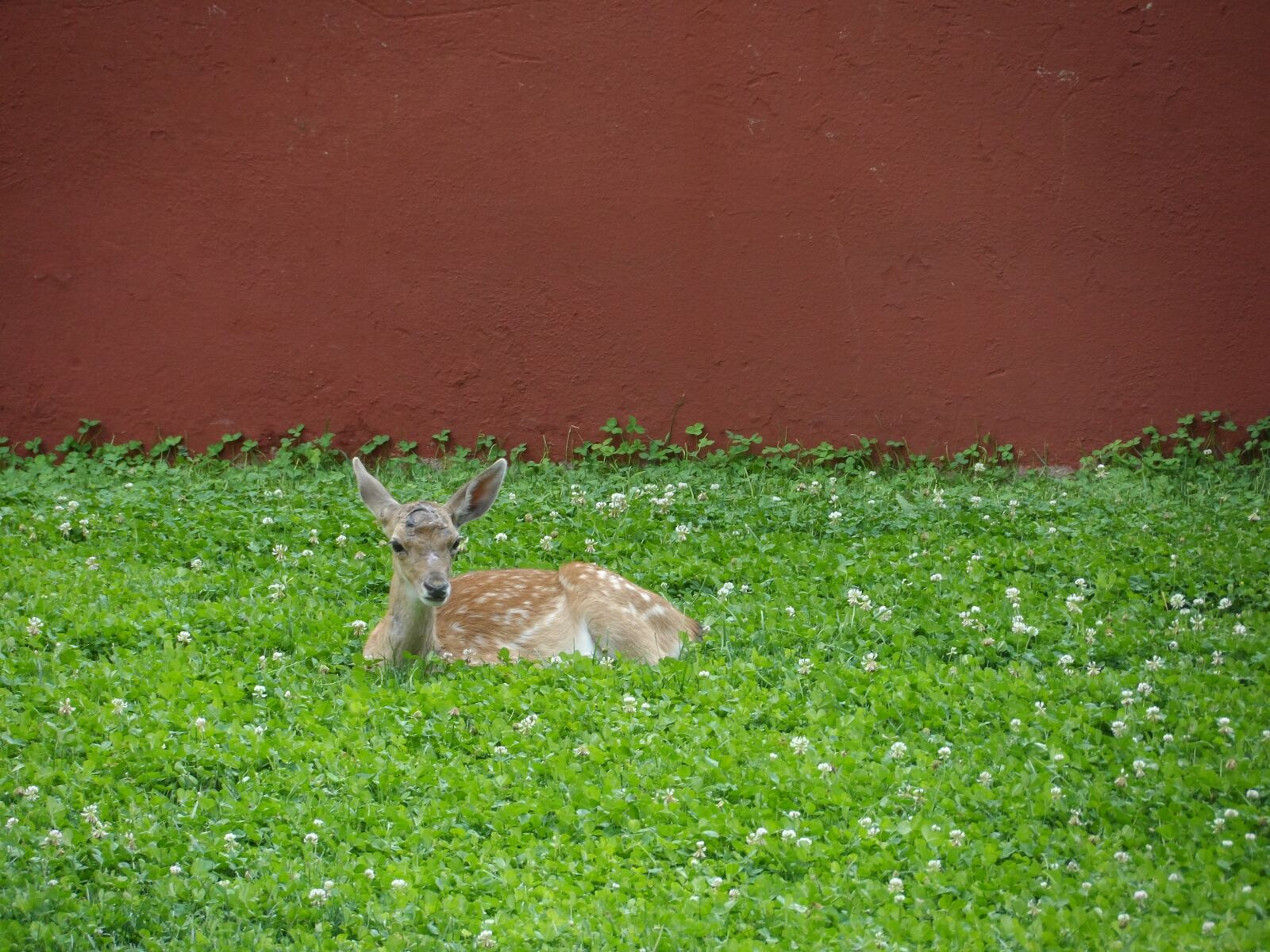 Samsung WB150 / WB150F / WB152 / WB152F / WB151 / WB151F / WB140 sample photo. Deer, nature, animal photography