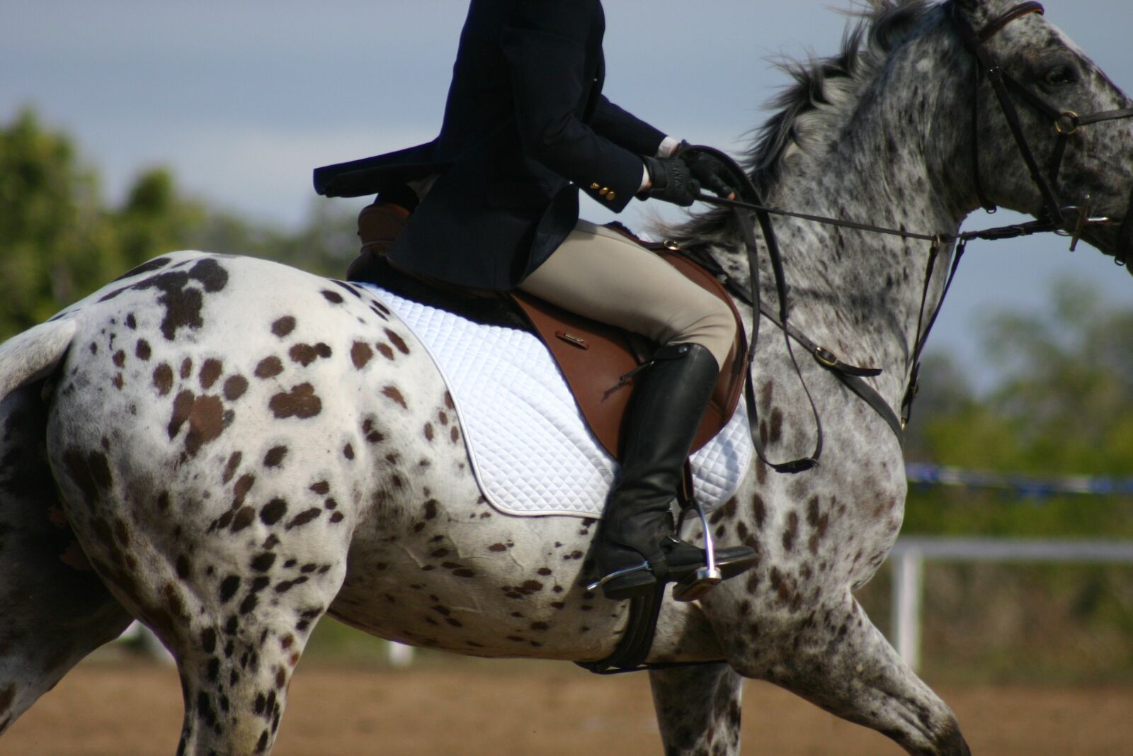 Canon EOS 300D (EOS Digital Rebel / EOS Kiss Digital) sample photo. Horse, horses, equestrian photography
