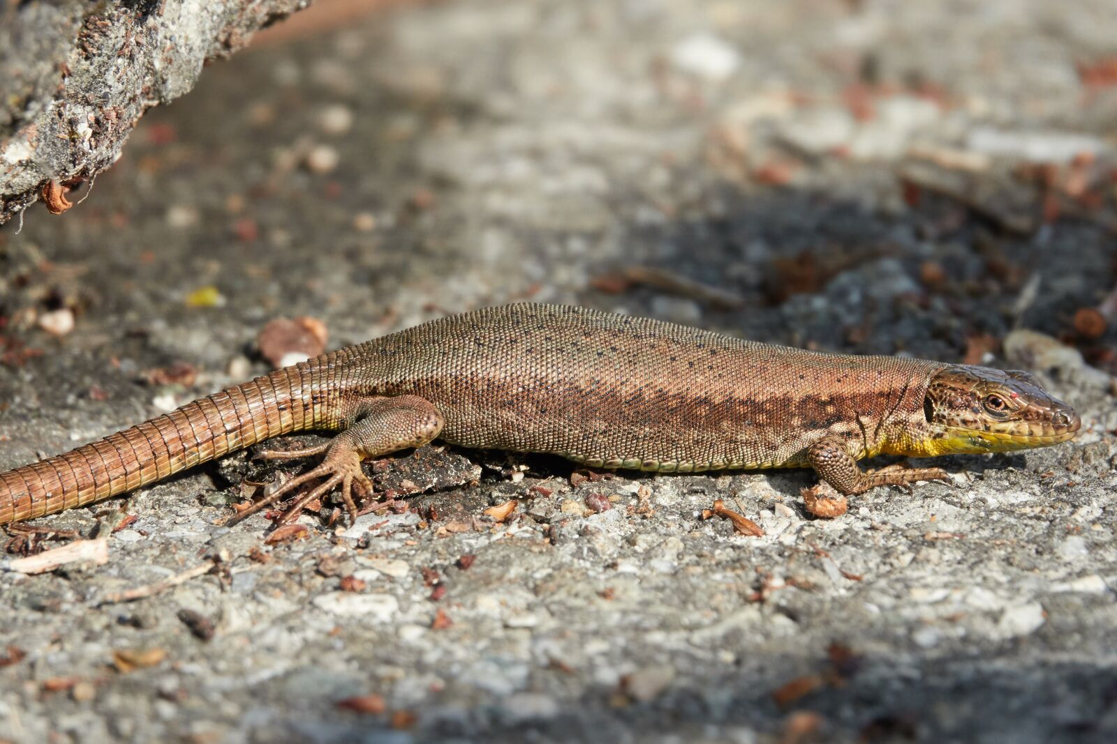 Sony Cyber-shot DSC-RX10 IV sample photo. Lizard, pregnant, reptile photography