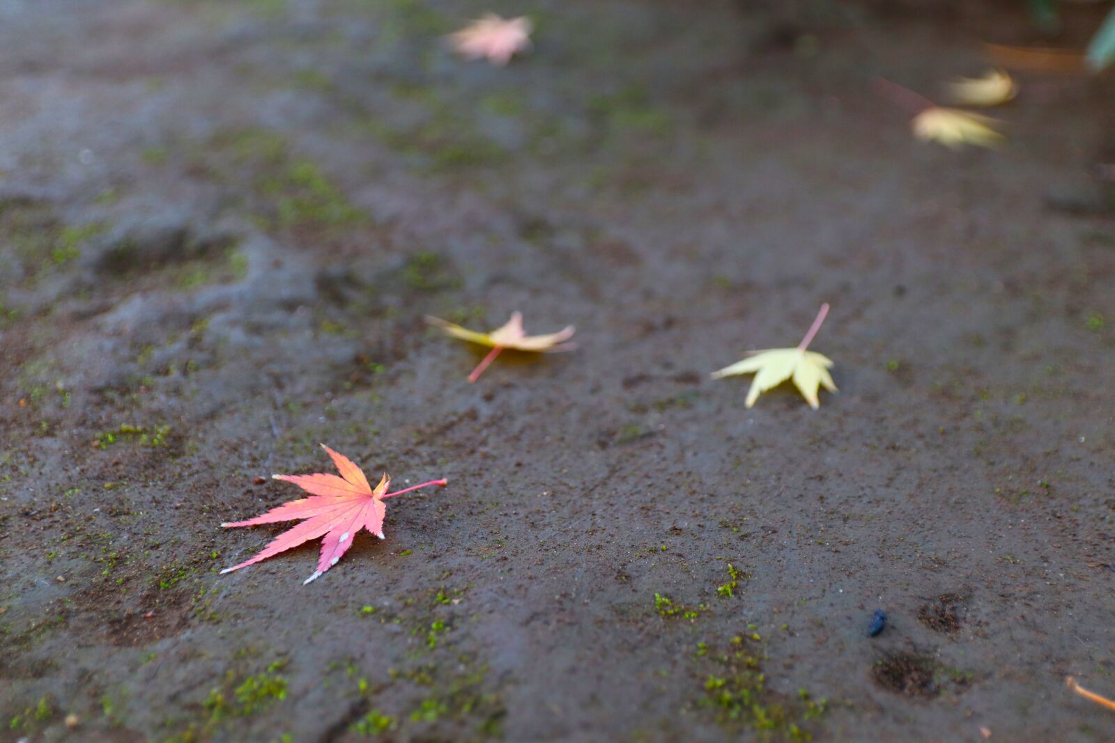 Canon EOS M50 (EOS Kiss M) sample photo. Autumn, leaves, ground photography
