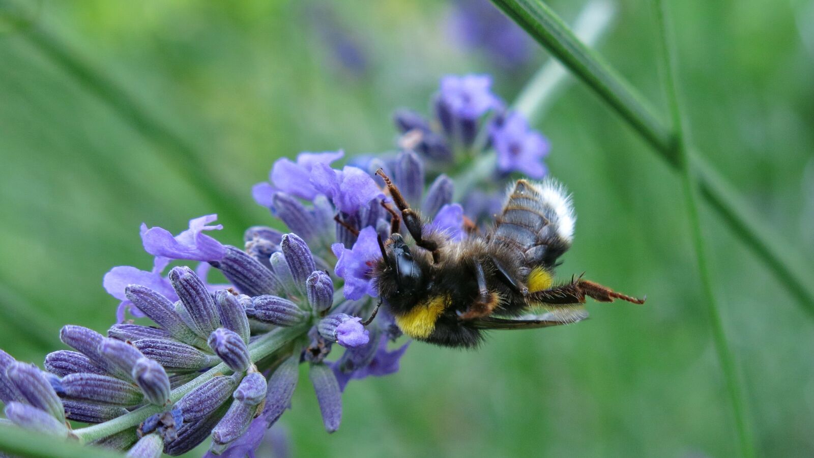 Canon PowerShot G15 sample photo. Hummel, last force, lavender photography