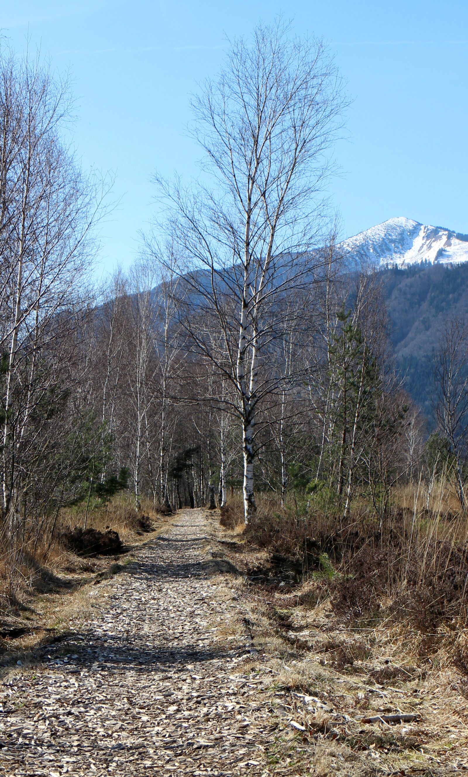 Canon EOS M sample photo. Away, path, birch photography