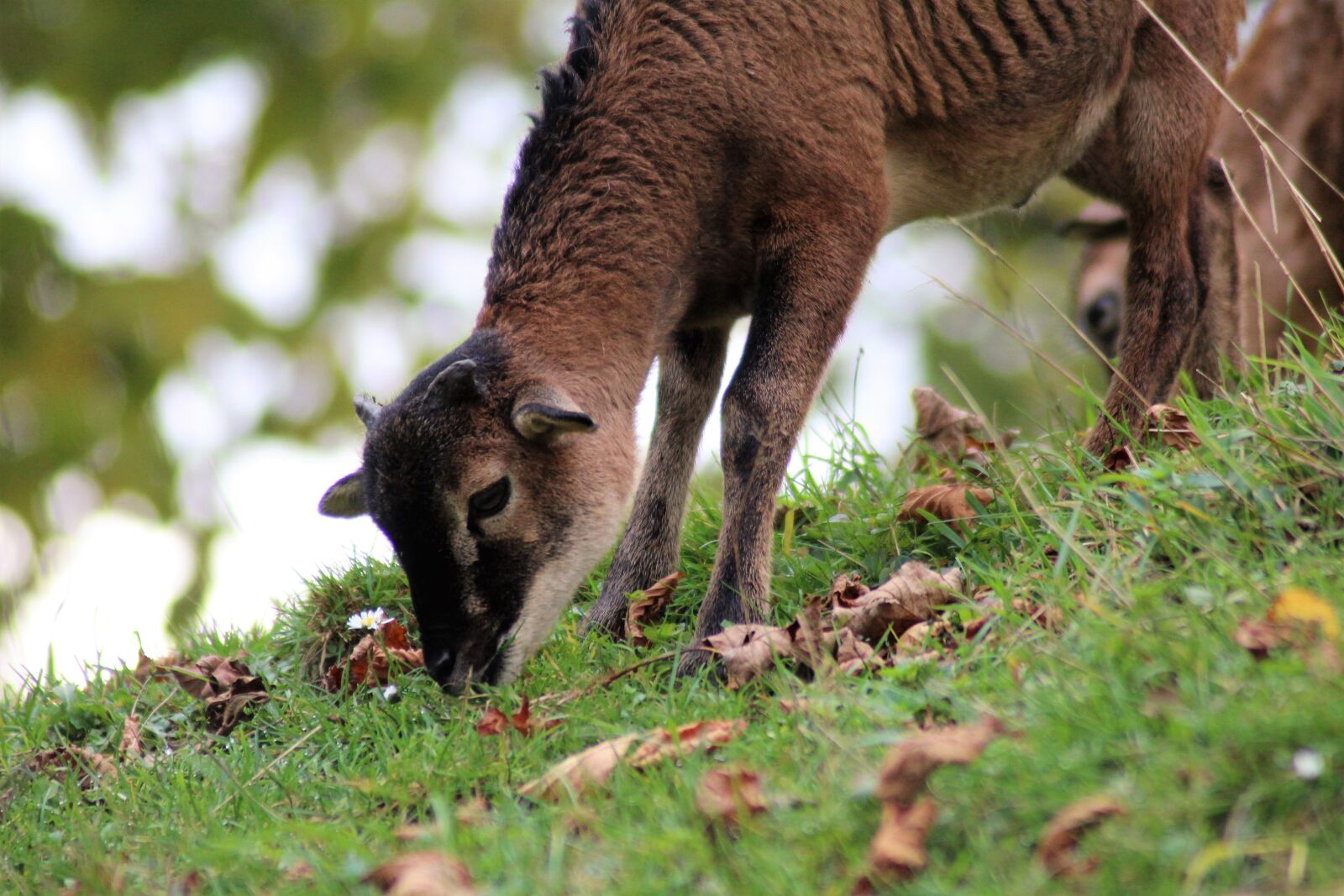 Canon EOS 1300D (EOS Rebel T6 / EOS Kiss X80) sample photo. Goat, pillar, baby photography