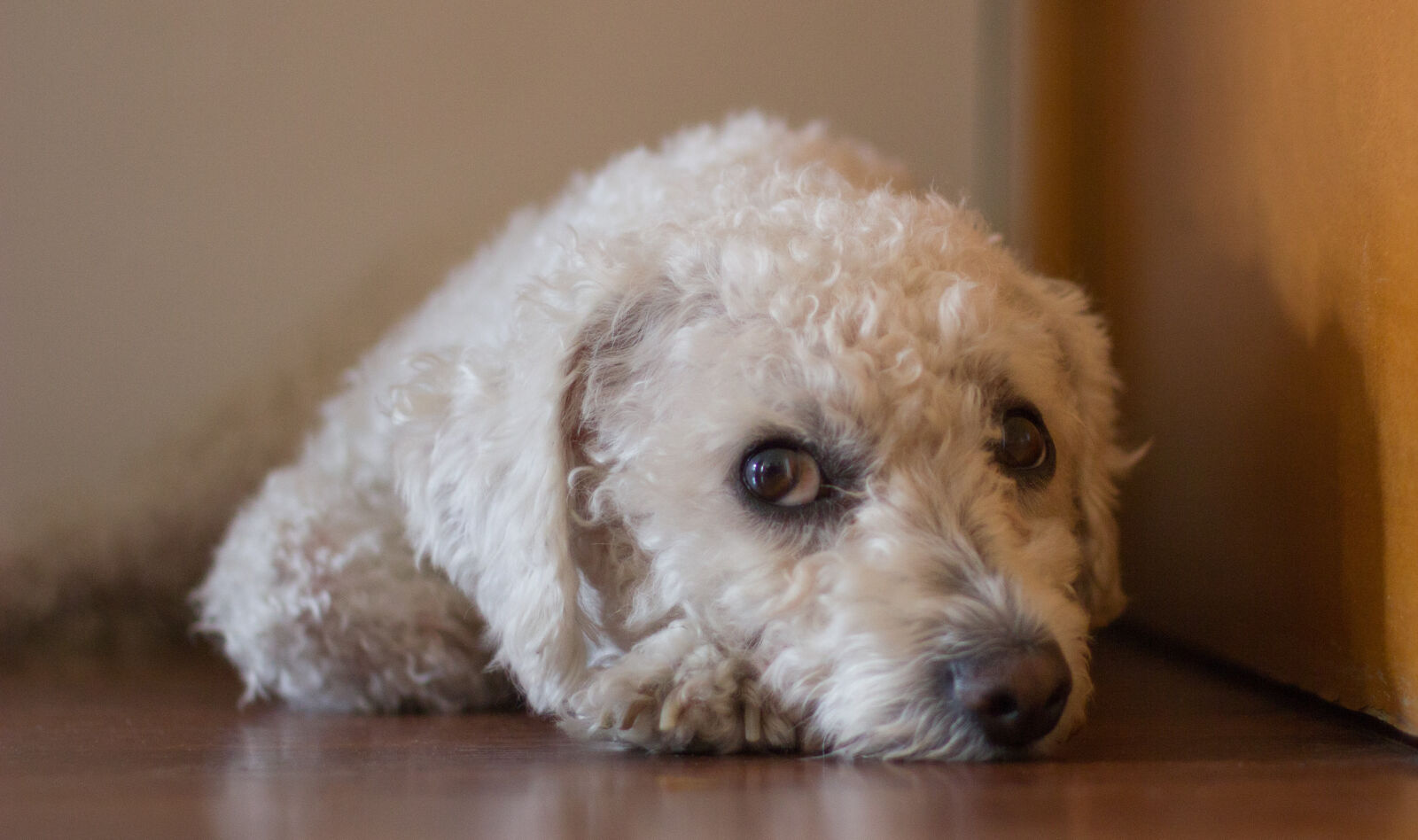 Canon EF 50mm F1.8 II sample photo. Animals, dog photography