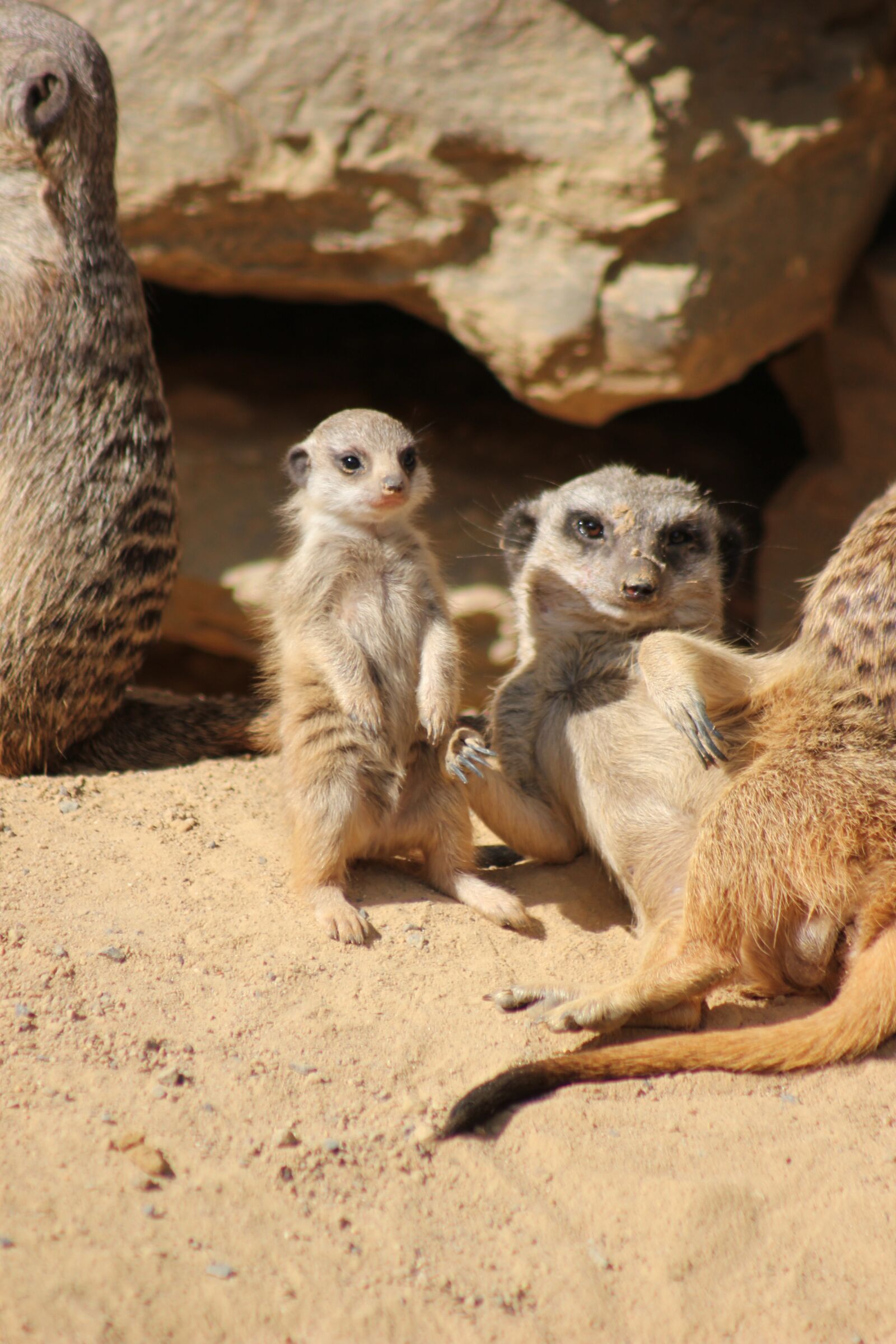 Canon EOS 550D (EOS Rebel T2i / EOS Kiss X4) sample photo. Meerkat, animal world, zoo photography