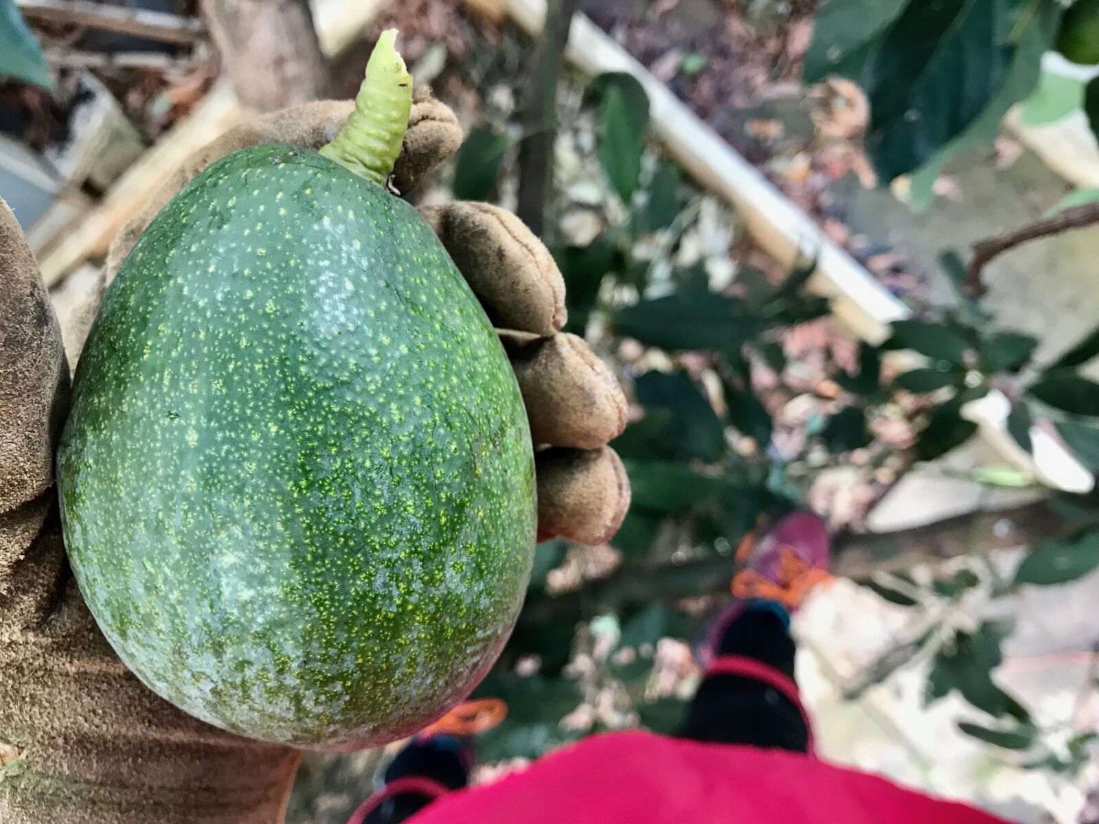 Apple iPhone 7 sample photo. Food, fruit, nature photography