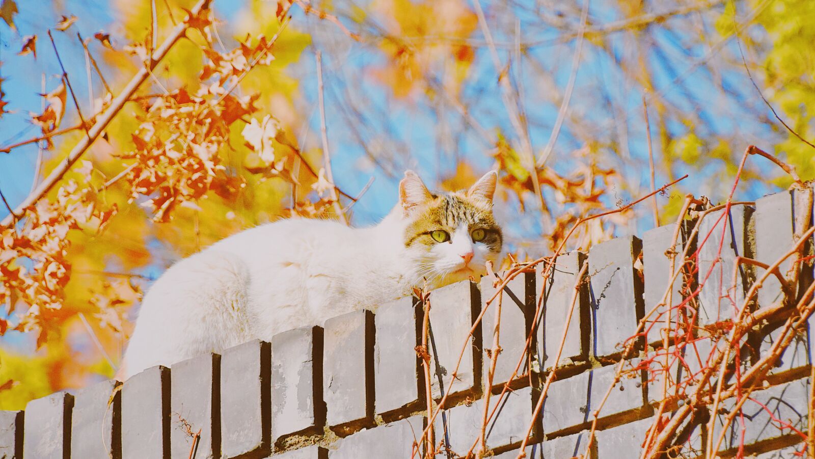 Nikon D7200 sample photo. Cat, wall, animal photography