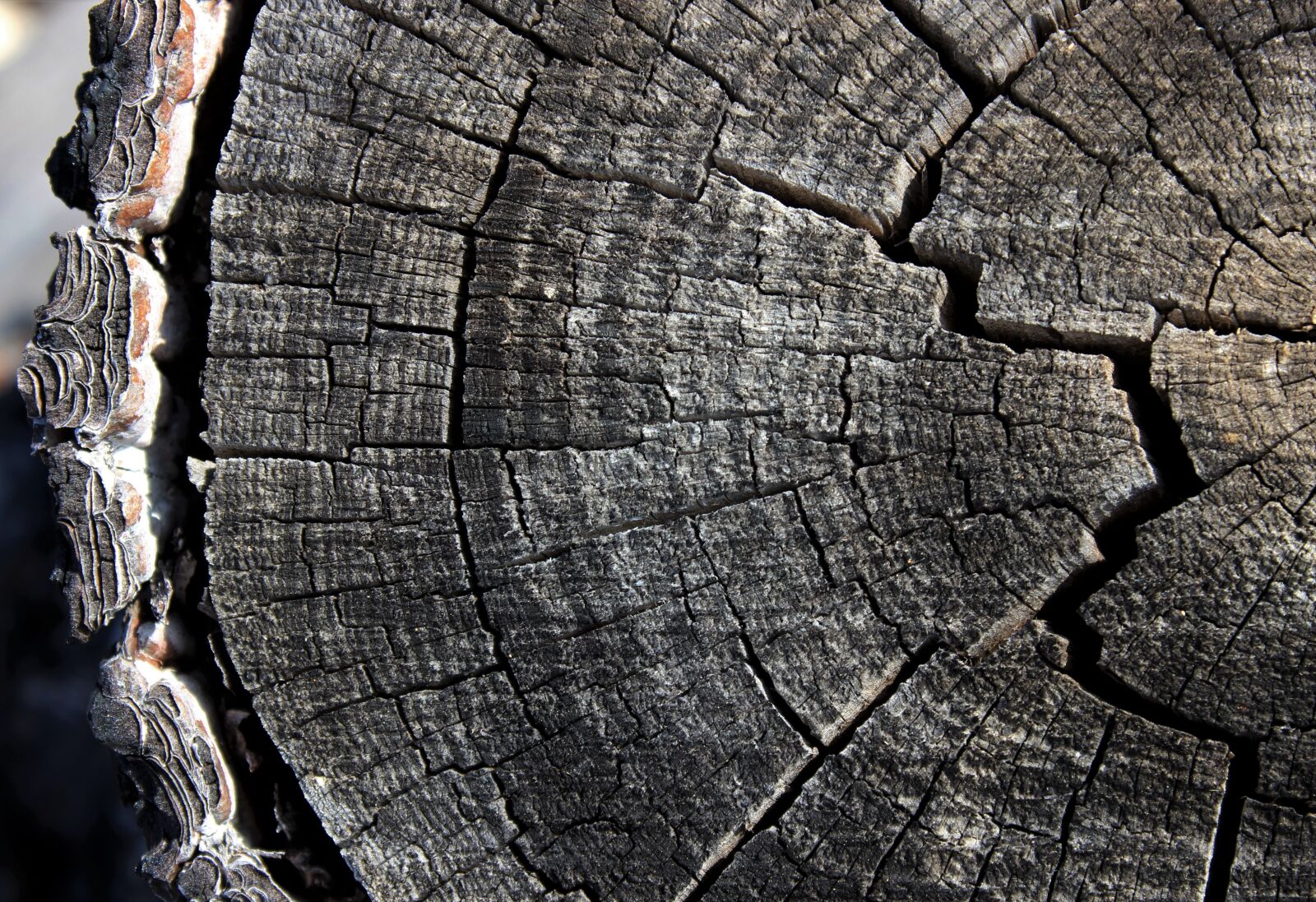 Canon EOS 600D (Rebel EOS T3i / EOS Kiss X5) sample photo. Wood, bark, background photography