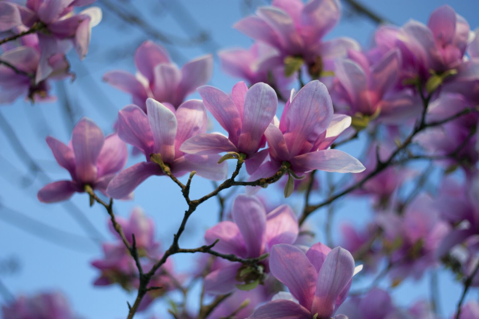 Canon EOS 450D (EOS Rebel XSi / EOS Kiss X2) + Canon EF 50mm F1.8 II sample photo. Magnolia, sky, spring photography