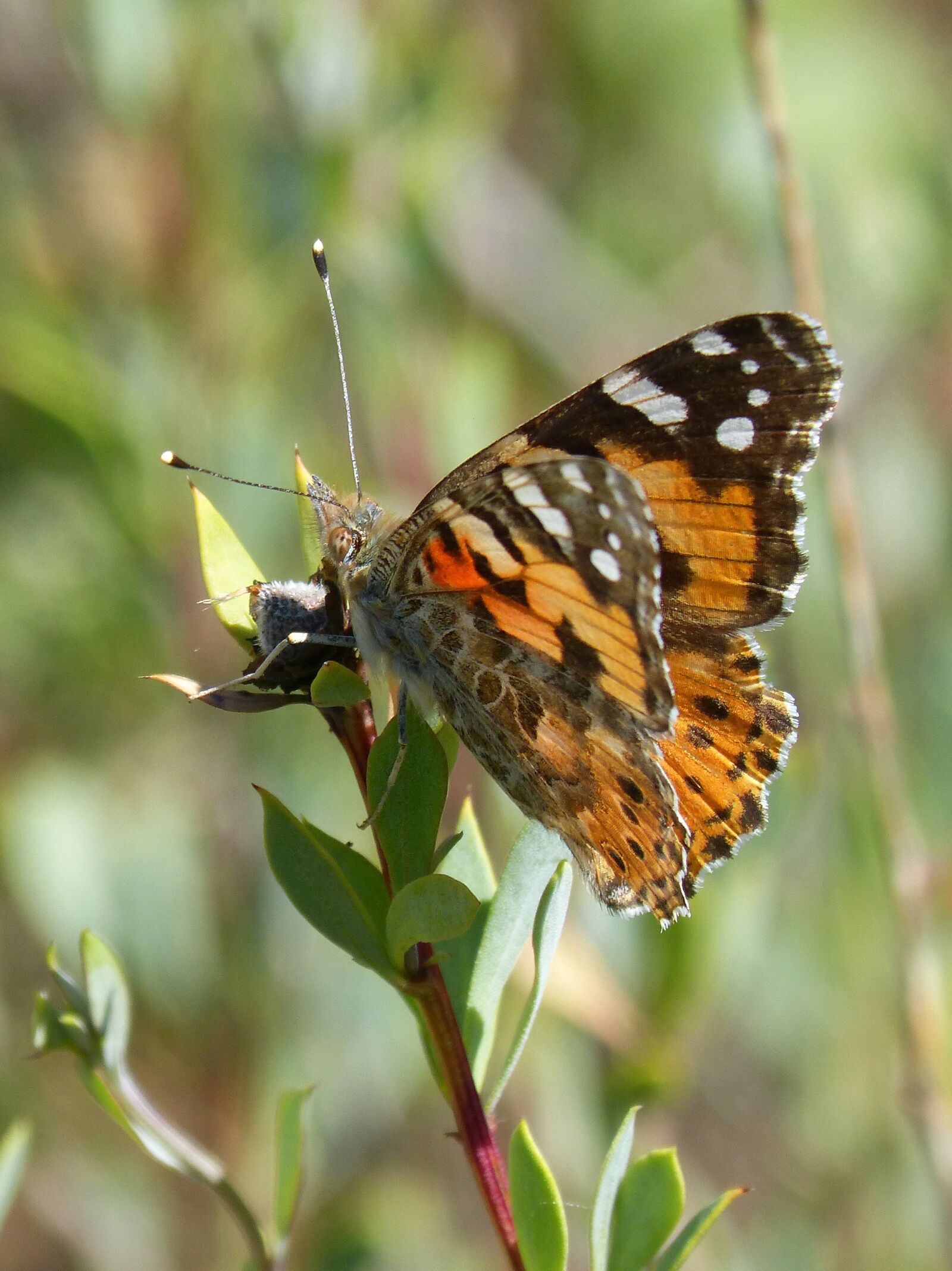 Panasonic DMC-FZ62 sample photo. Butterfly, vanessa cardui, orange photography